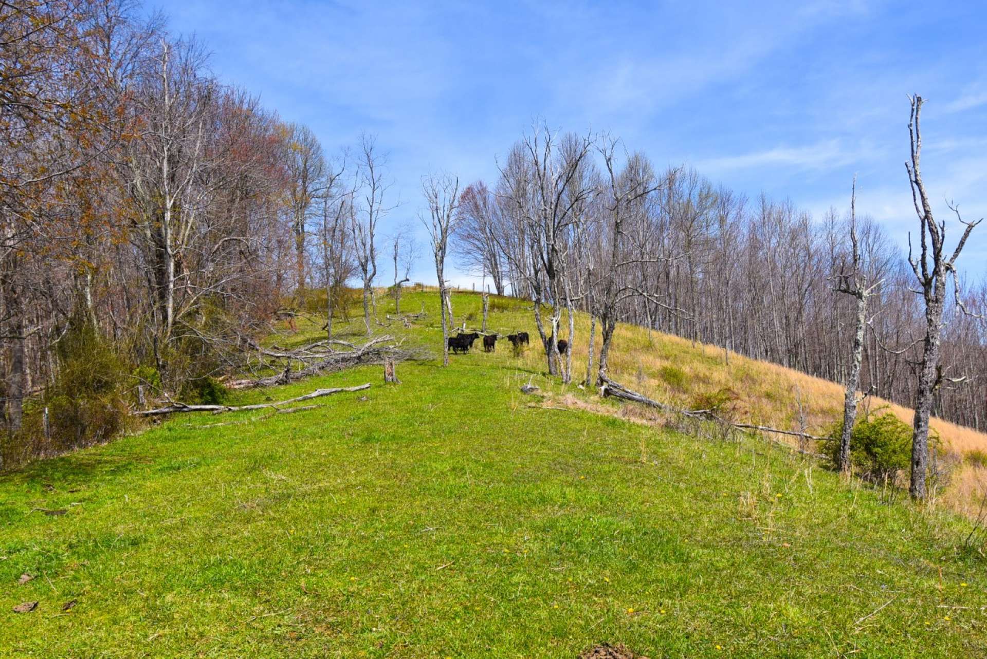 If you have a longing for a small mountain farm in the mountains, come take a look at this 31.86 acre tract  with close proximity to the town of Lansing and West Jefferson, NC.  The location is also convenient to the Grayson Highlands Park and the Virginia Creeper Trail.