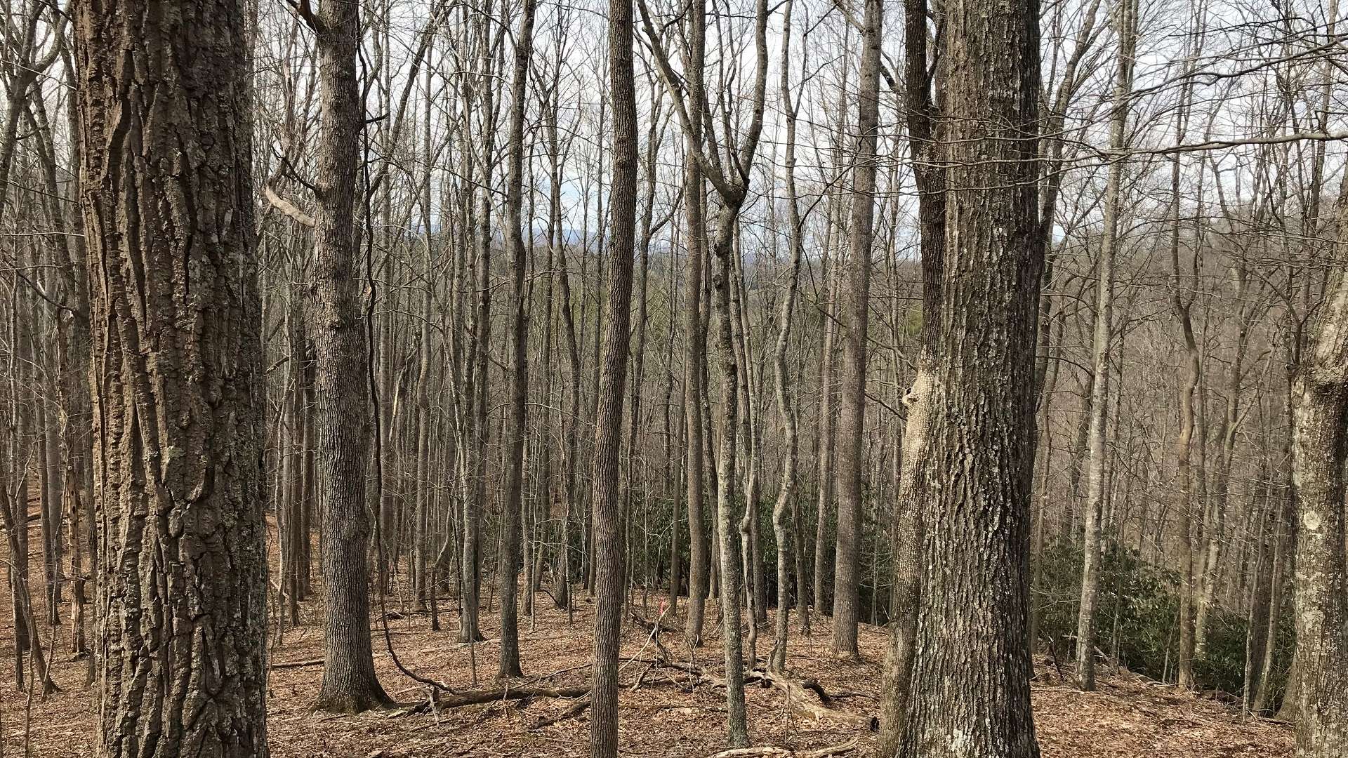 This tract is beautifully wooded with mature hardwoods and pine. Notice the potential for long range views.  <b>This 8.42 acre tract is offered at $44,000. P238C</b>