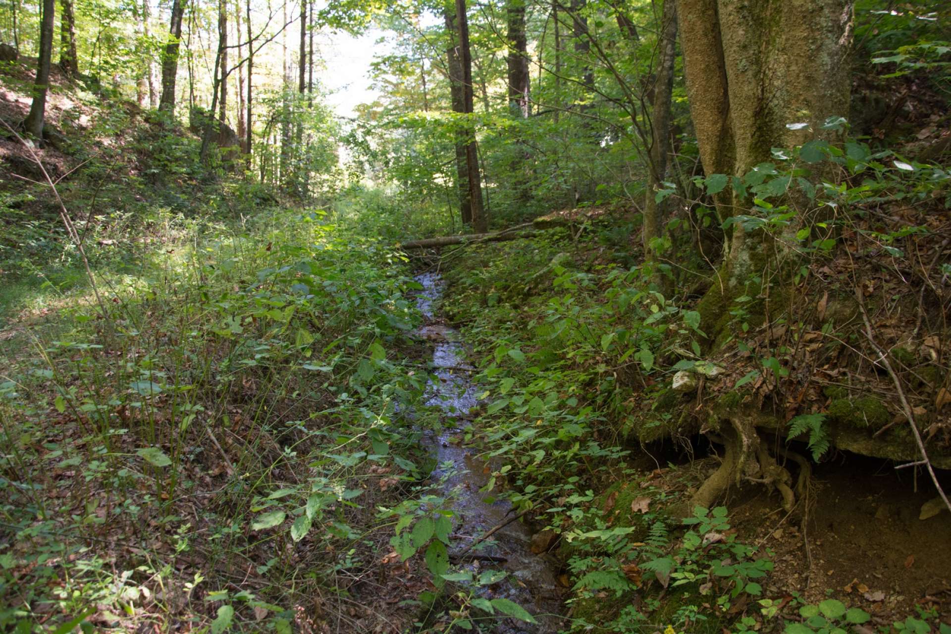 ...Cool mountain streams.