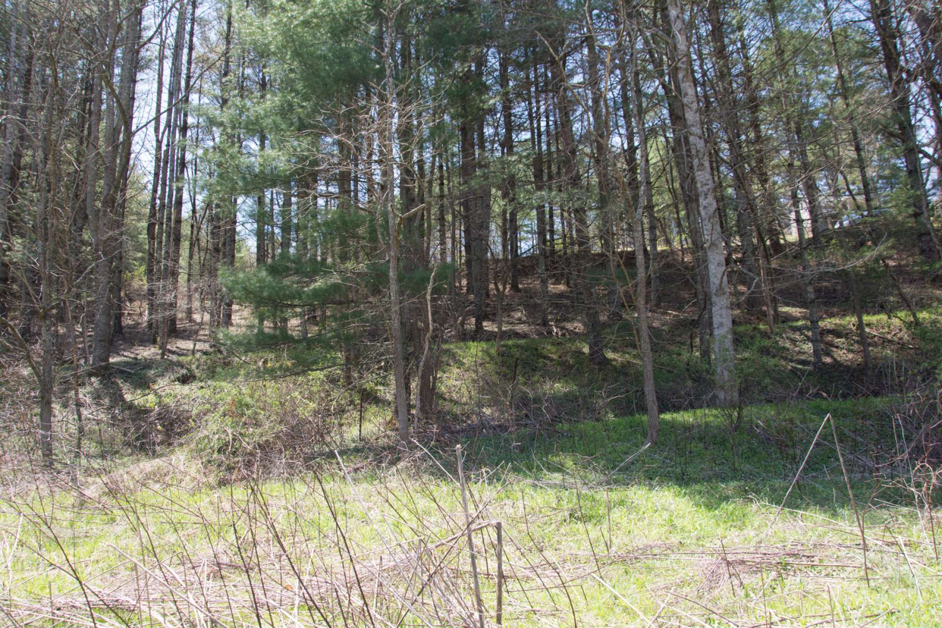 Lot slopes down from the road into a mature pine forest with clearing below leading to the banks of the river.