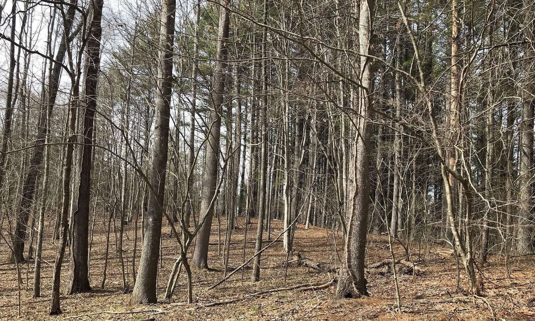 Lots 109 and 110 have also been combined for a total of 2.15 Acres allowing for a private secluded wooded building site among towering mature hardwoods and evergreens.