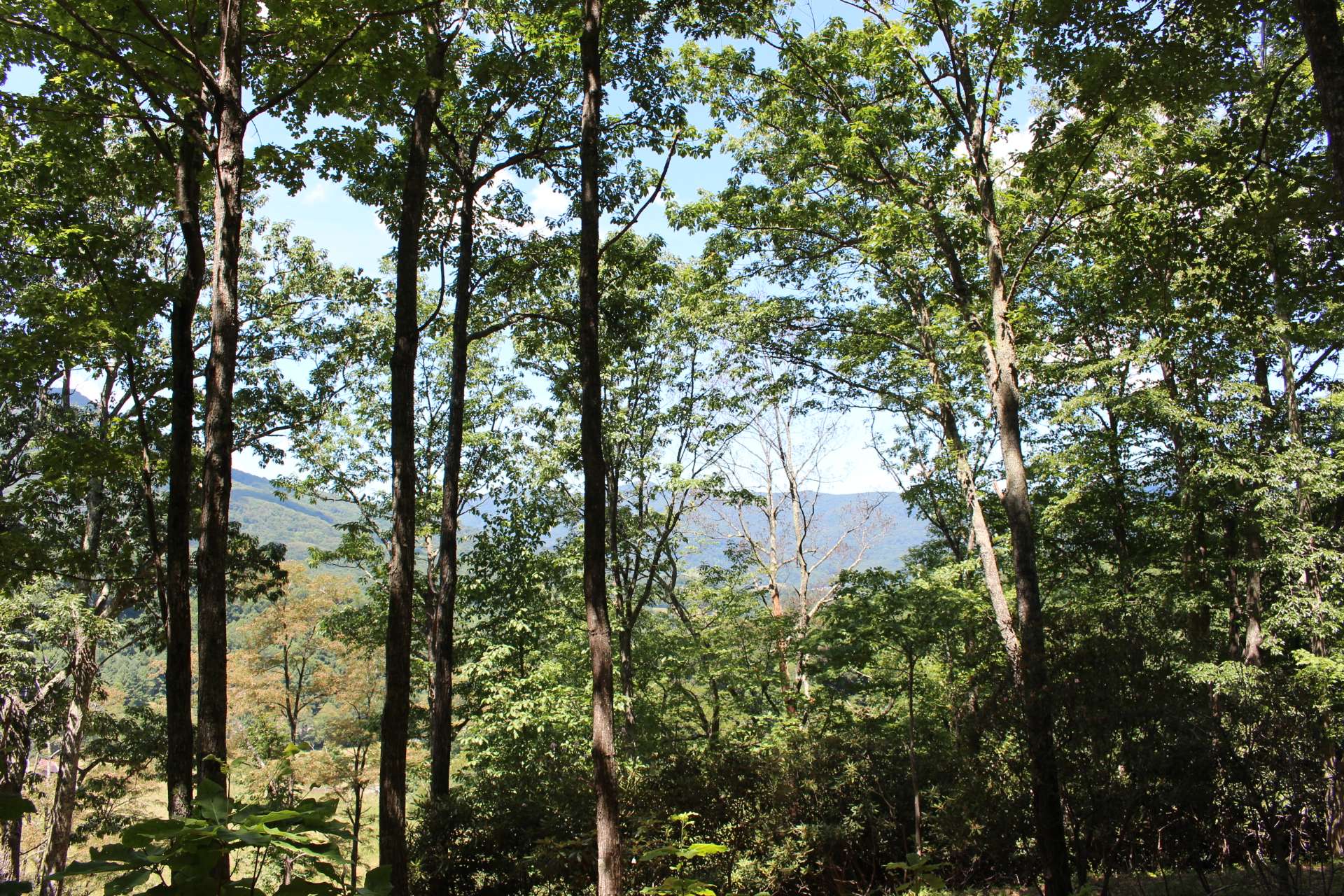 Gorgeous potential views with select tree trimming and/or removal.