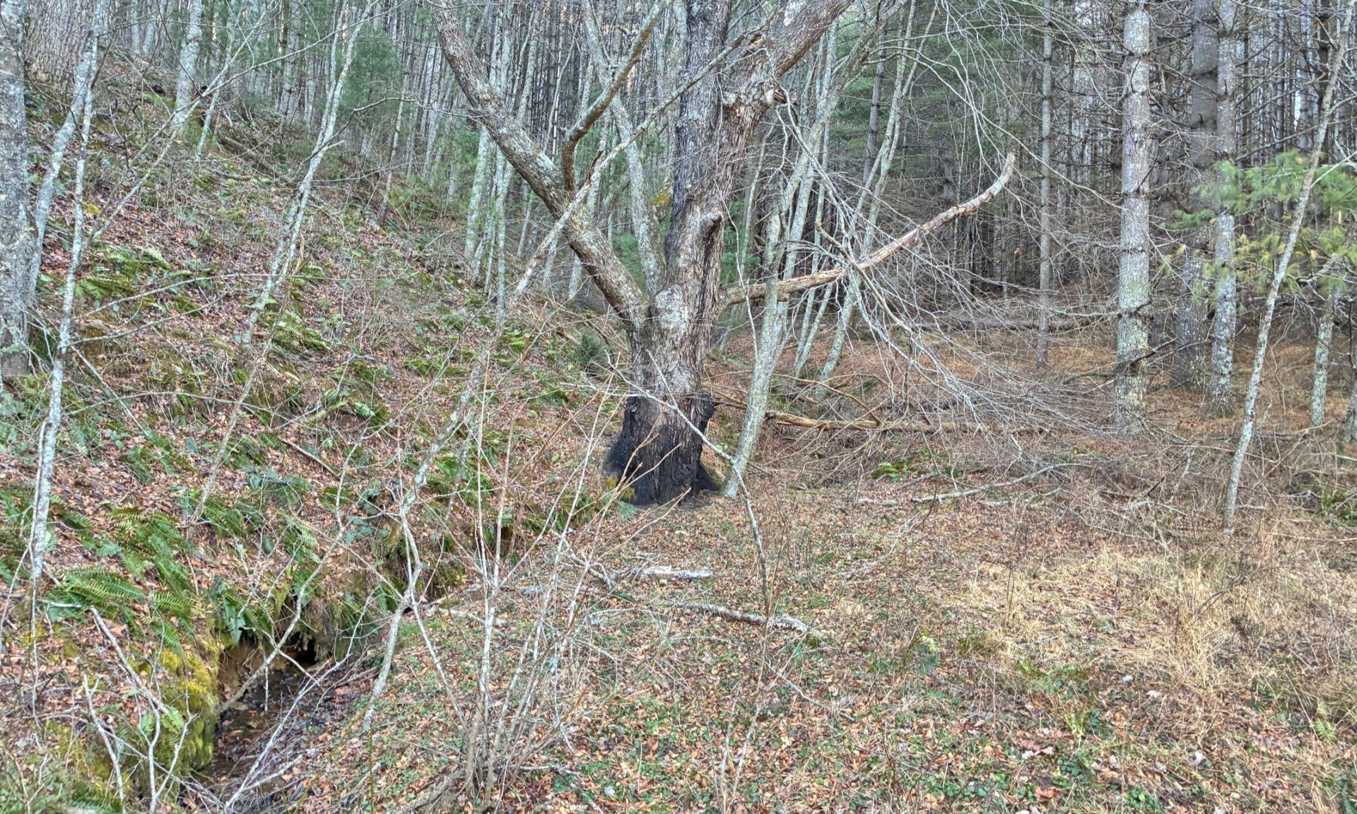 NC Mountain Acreage Tract For Sale