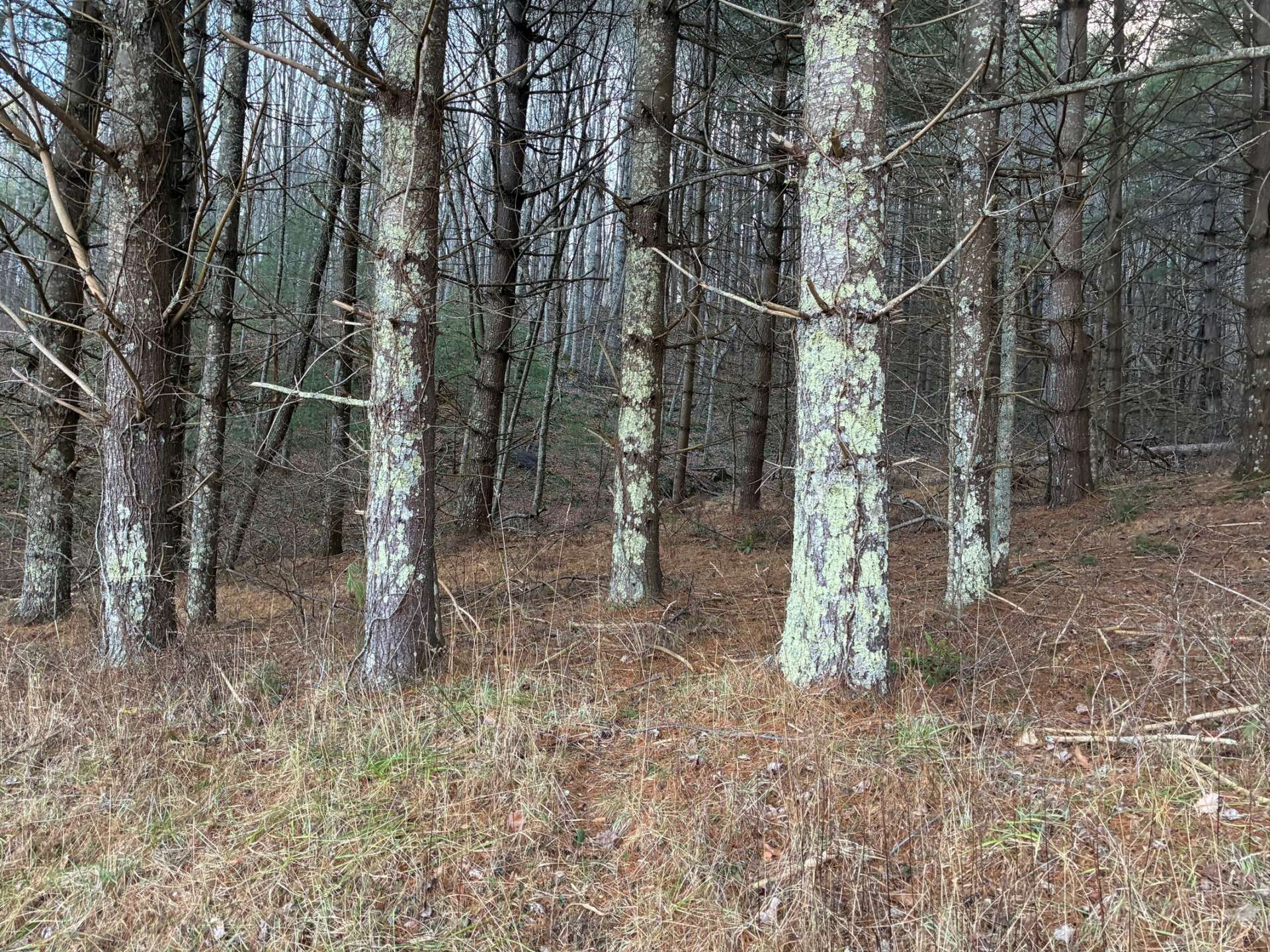 A great habitat for native wildlife