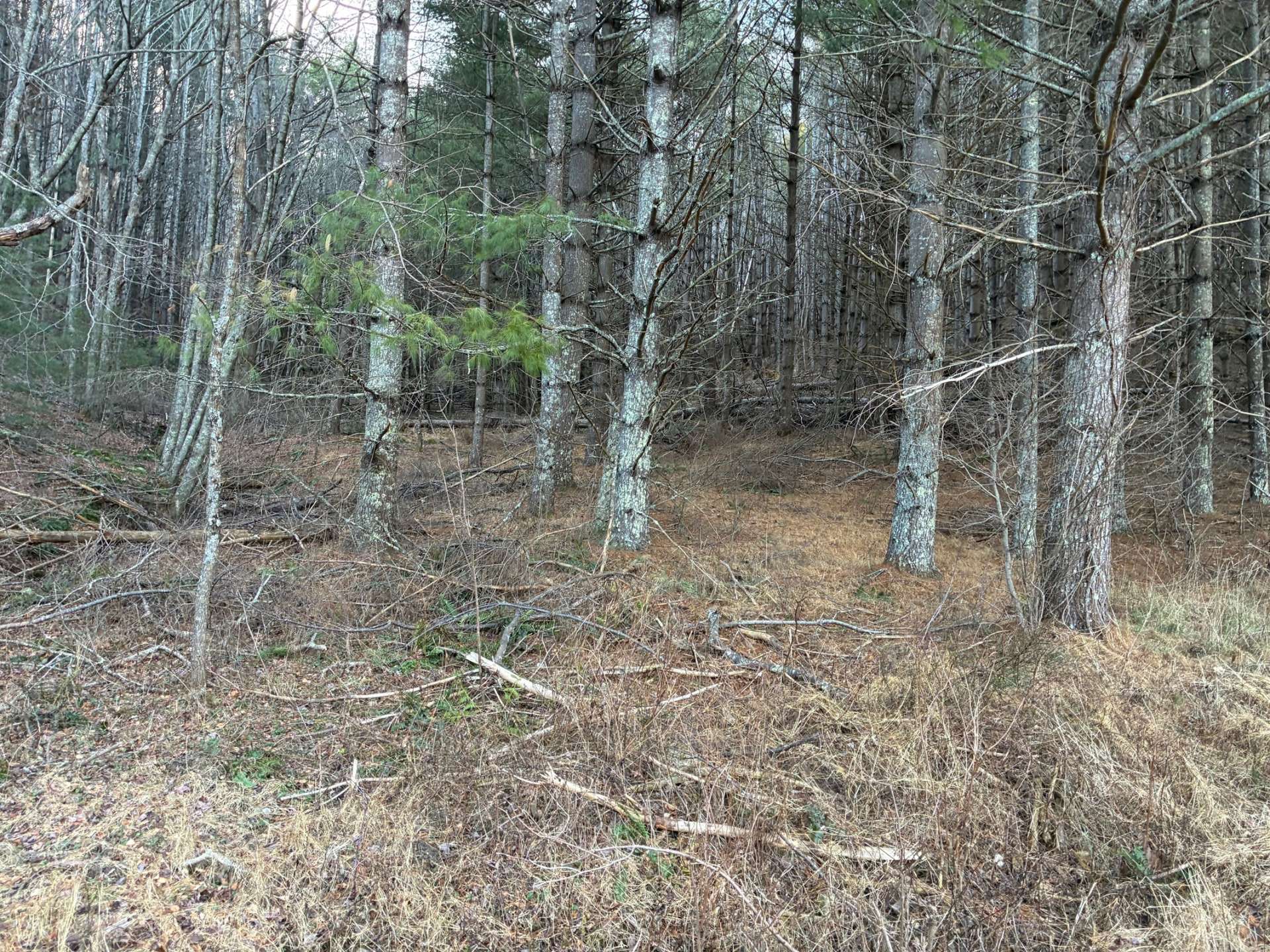 Several good potential building sites