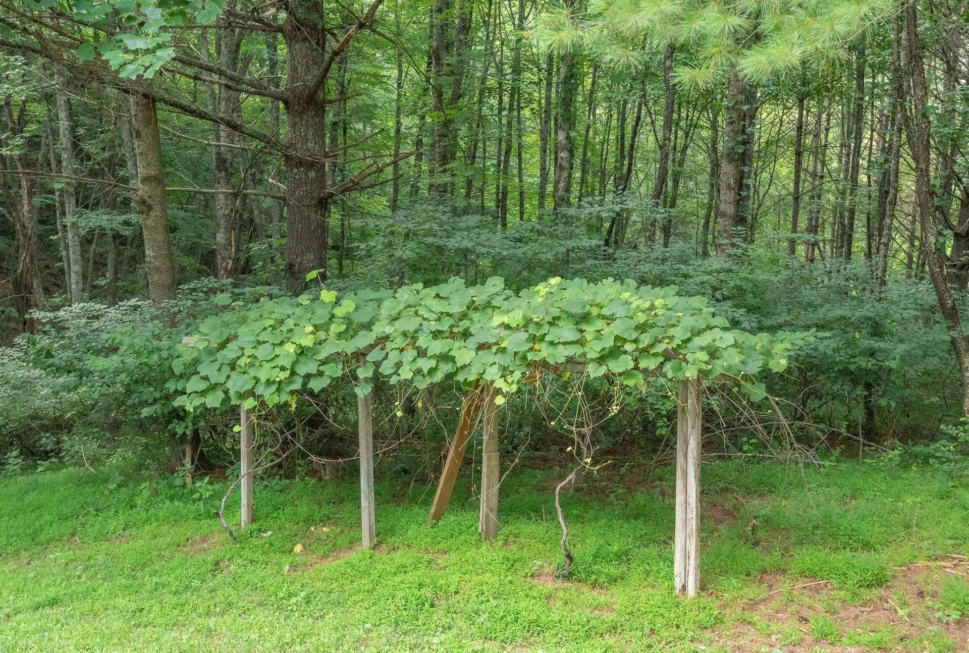 Lush greenery abounds the property, including grapevines