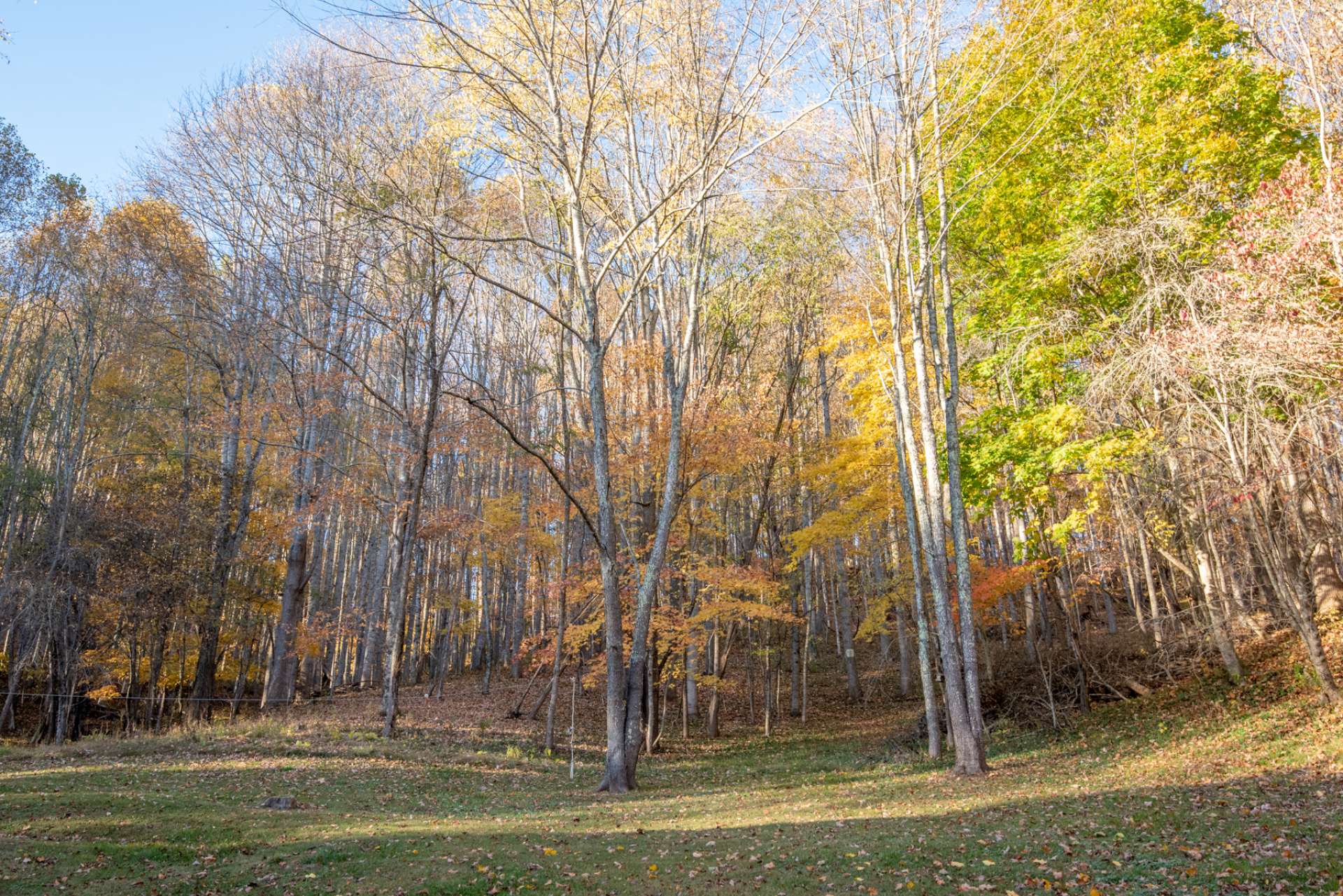 Wooded acreage