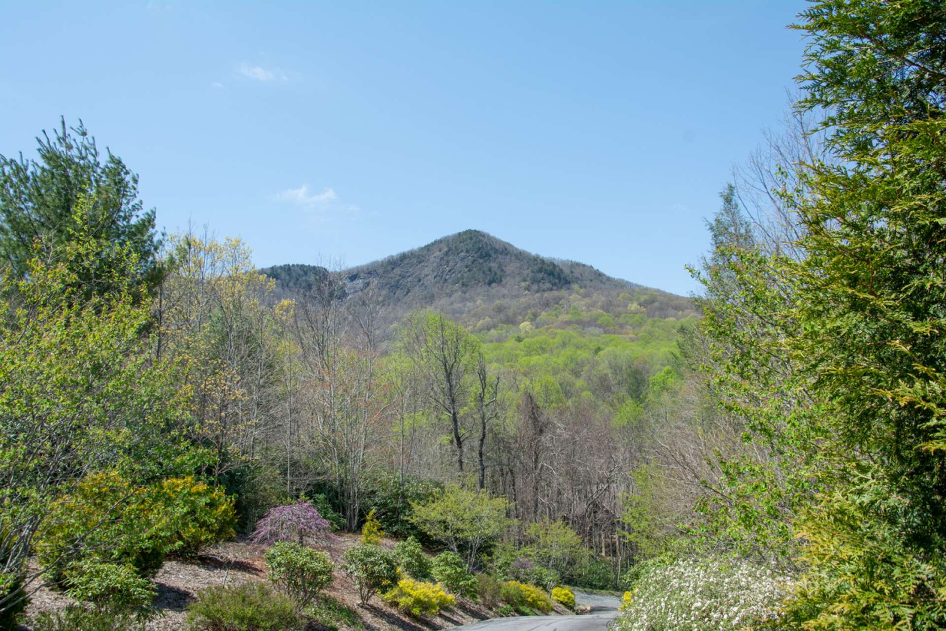 Bluff Mountain in Spring.