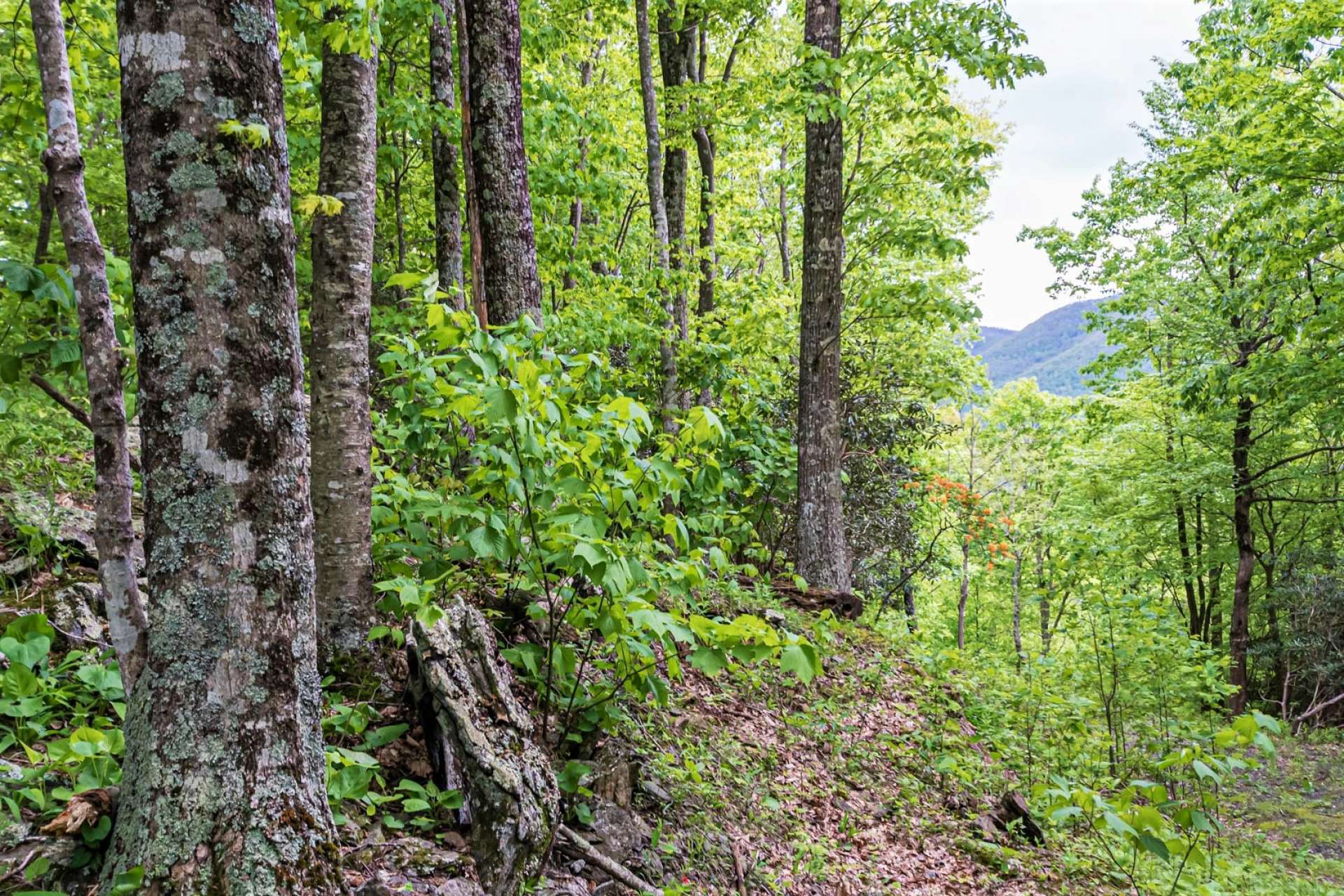 Shhhhhhh……you might catch a glimpse of a whitetail deer, wild turkey, or other woodland inhabitants. There are several potential home sites to chose from.