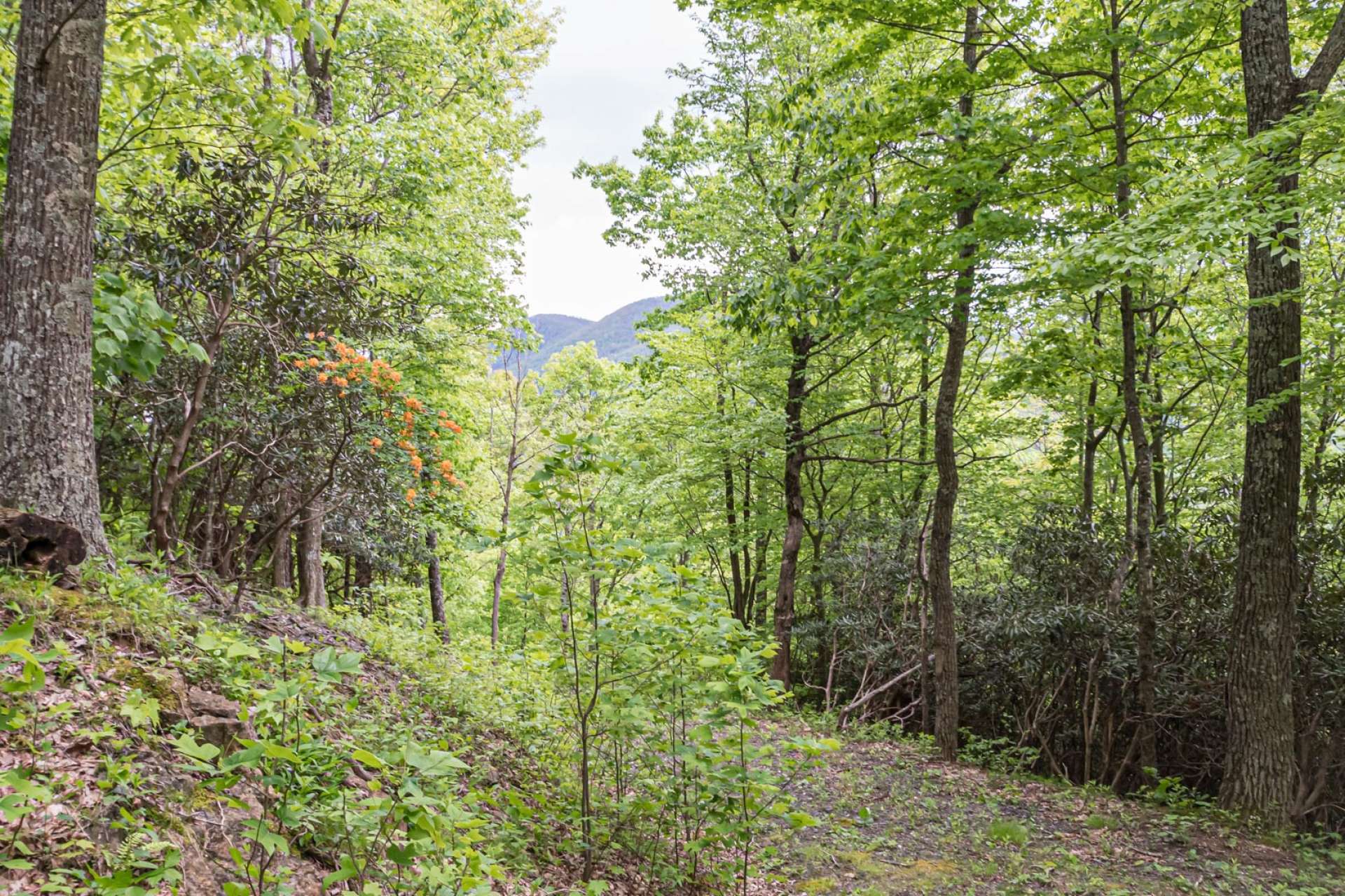 Along the way to the ridge, you will enjoy a diverse mixture of native hardwoods, evergreens and mountain foliage.