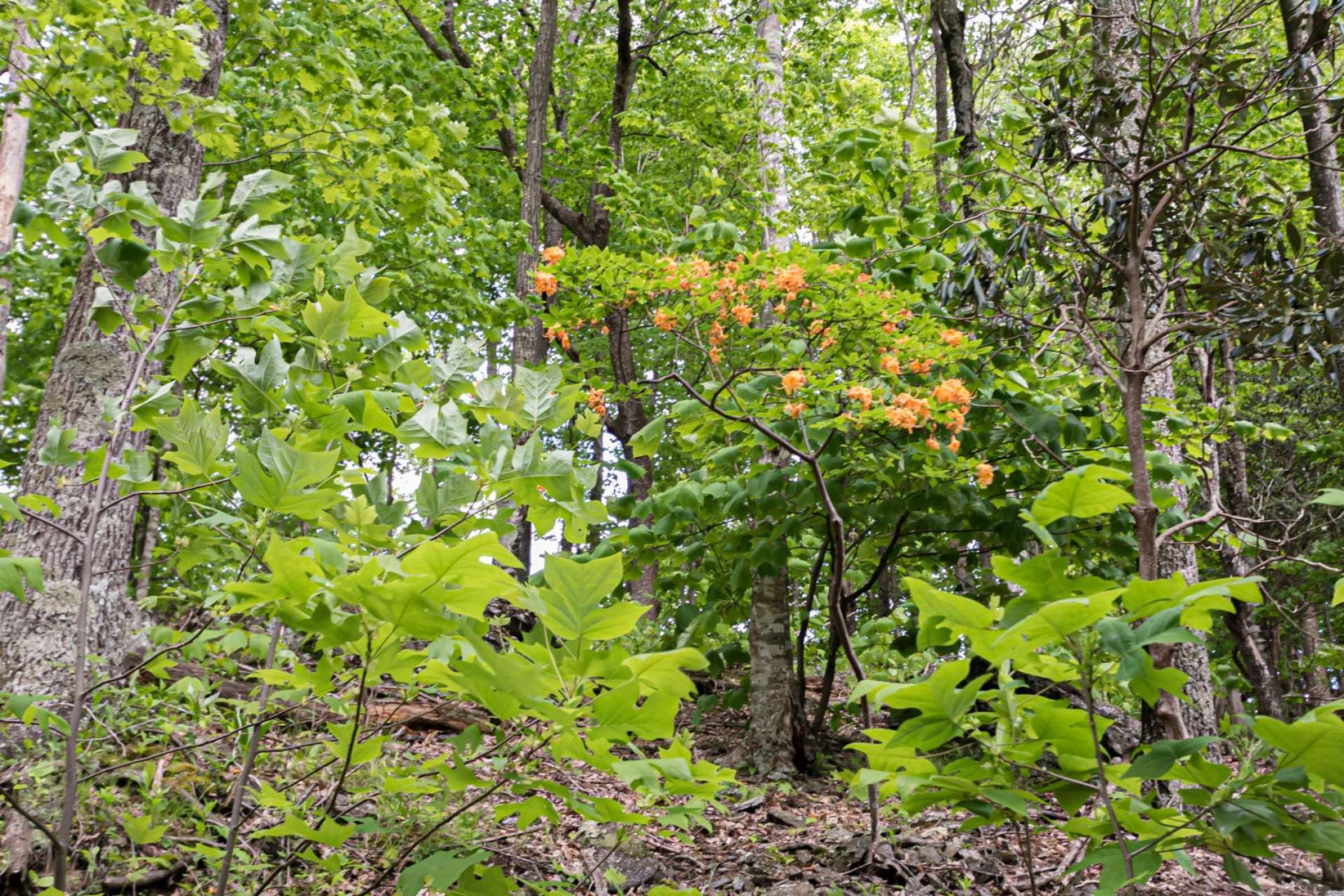 The terrain is mixed with several varieties of mountain foliage such as flame azalea, trillium, and other native mountain wildflowers.
