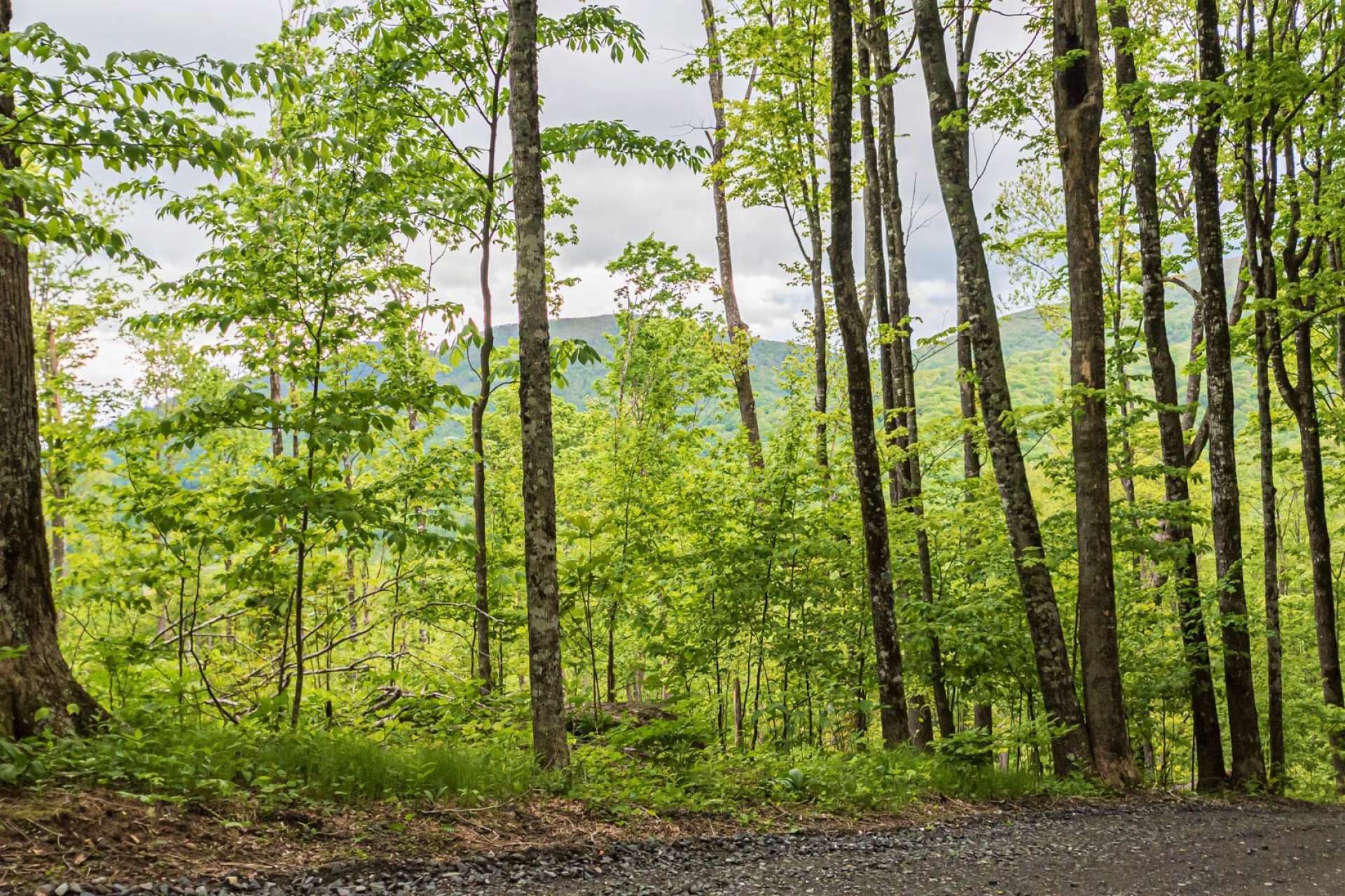 Offered at $95,000, this unspoiled naturally wooded 6+ acre tract located within Chest Tree Farms, a well established log home community located close to downtown West Jefferson, is an ideal choice for the construction of your mountain cabin or primary home. M289