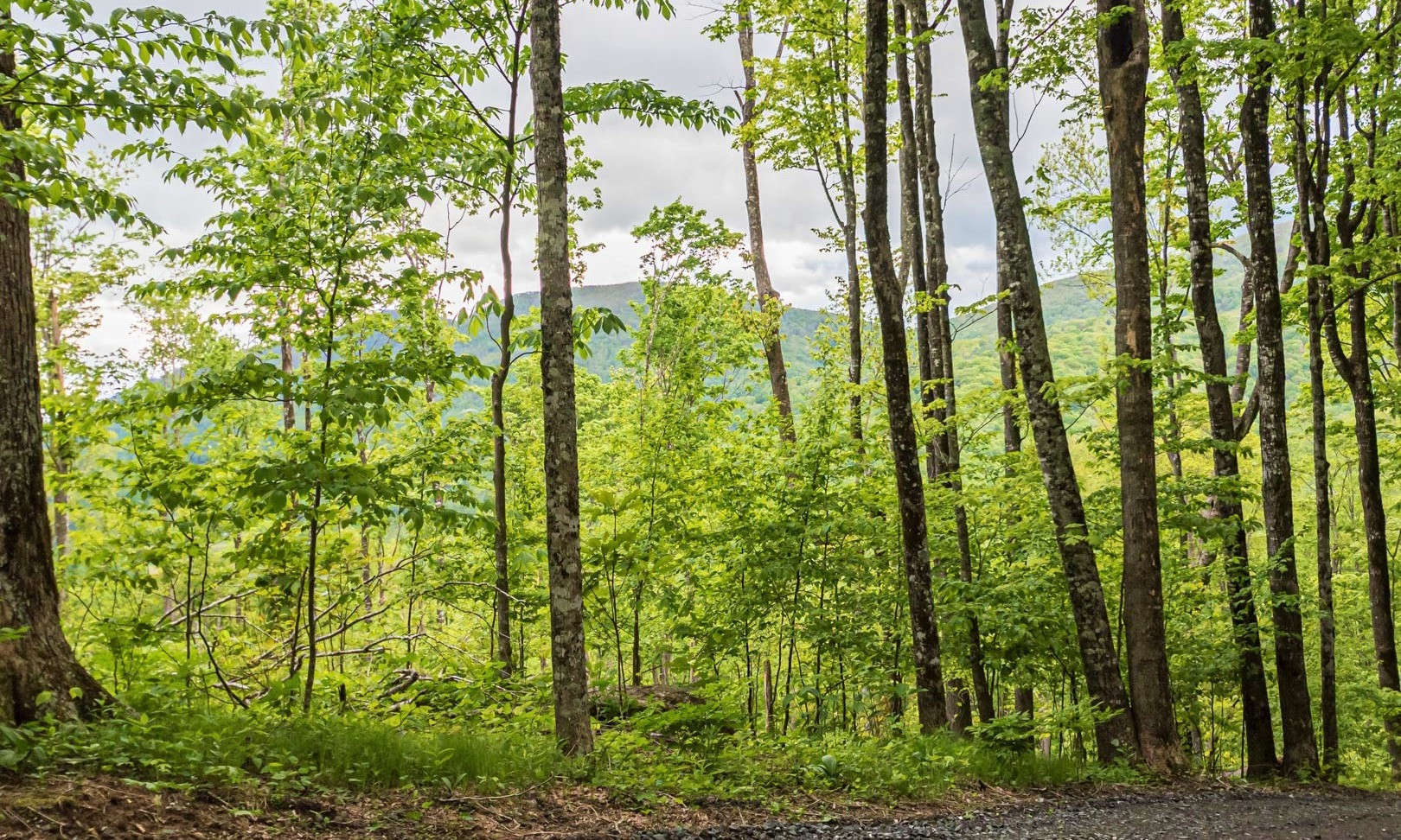If you are looking for a private estate sized home site to build your dream cabin or home in the North Carolina Mountains, take a look at this beautifully wooded 6.34 acre tract located in the Chestnut Tree Farms Community in West Jefferson, NC.