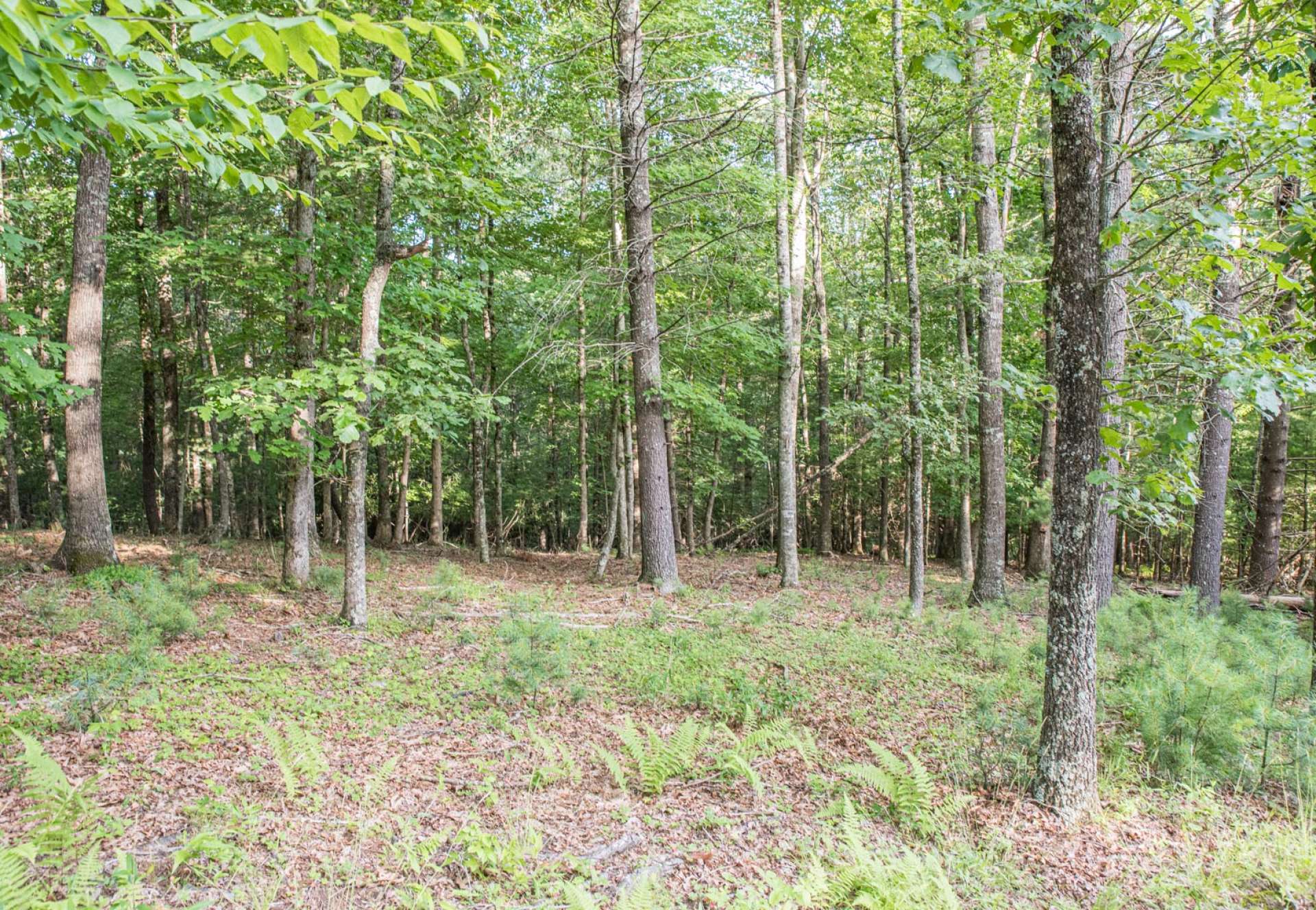 Fiber-optic cable and underground power utilities are already in place throughout the community to each lot. A 3-Bedroom septic permit is on file with the Ashe County Health Department for Lot 38.