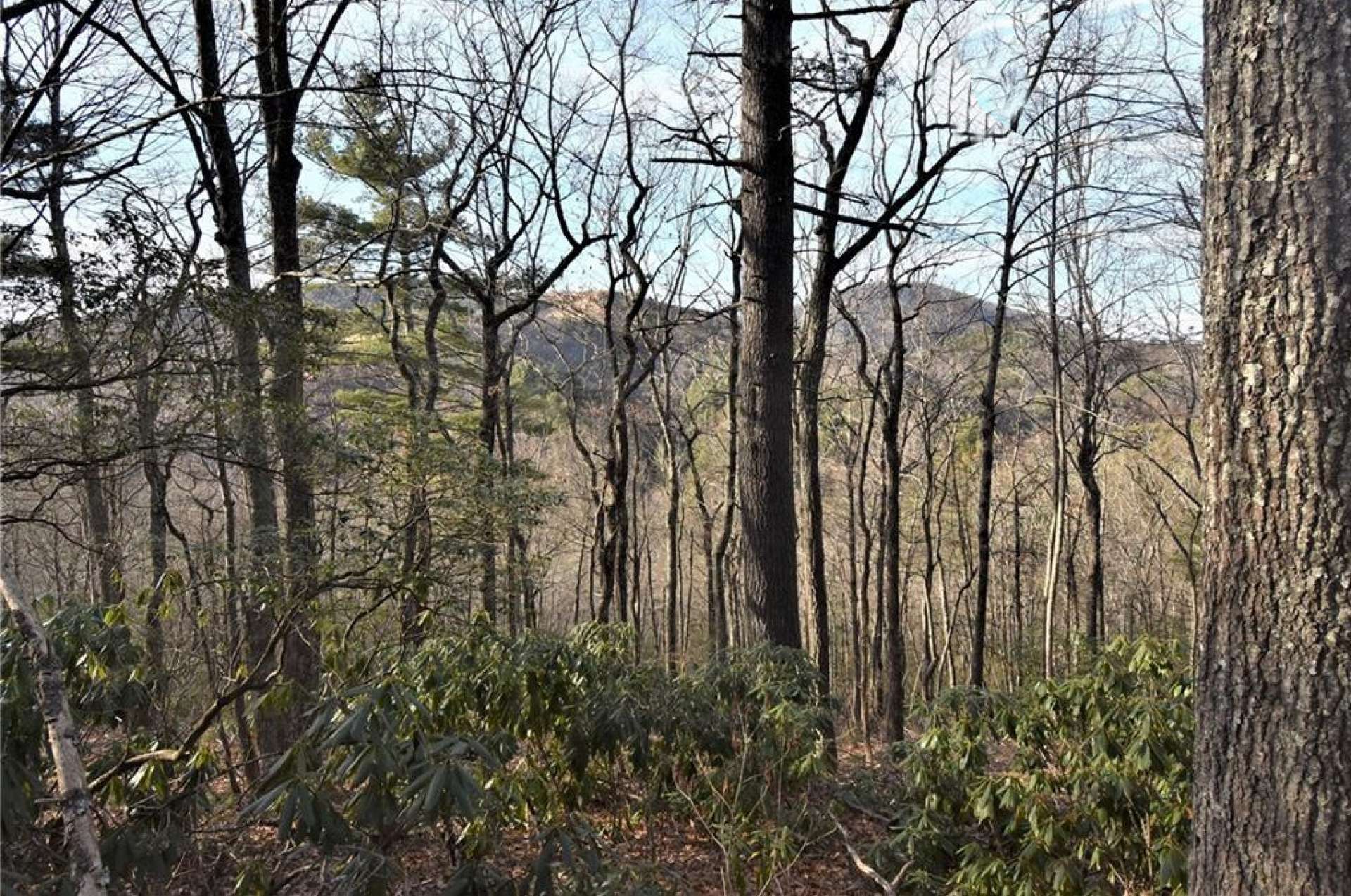 Lots of native hardwoods, evergreens and mountain foliage.