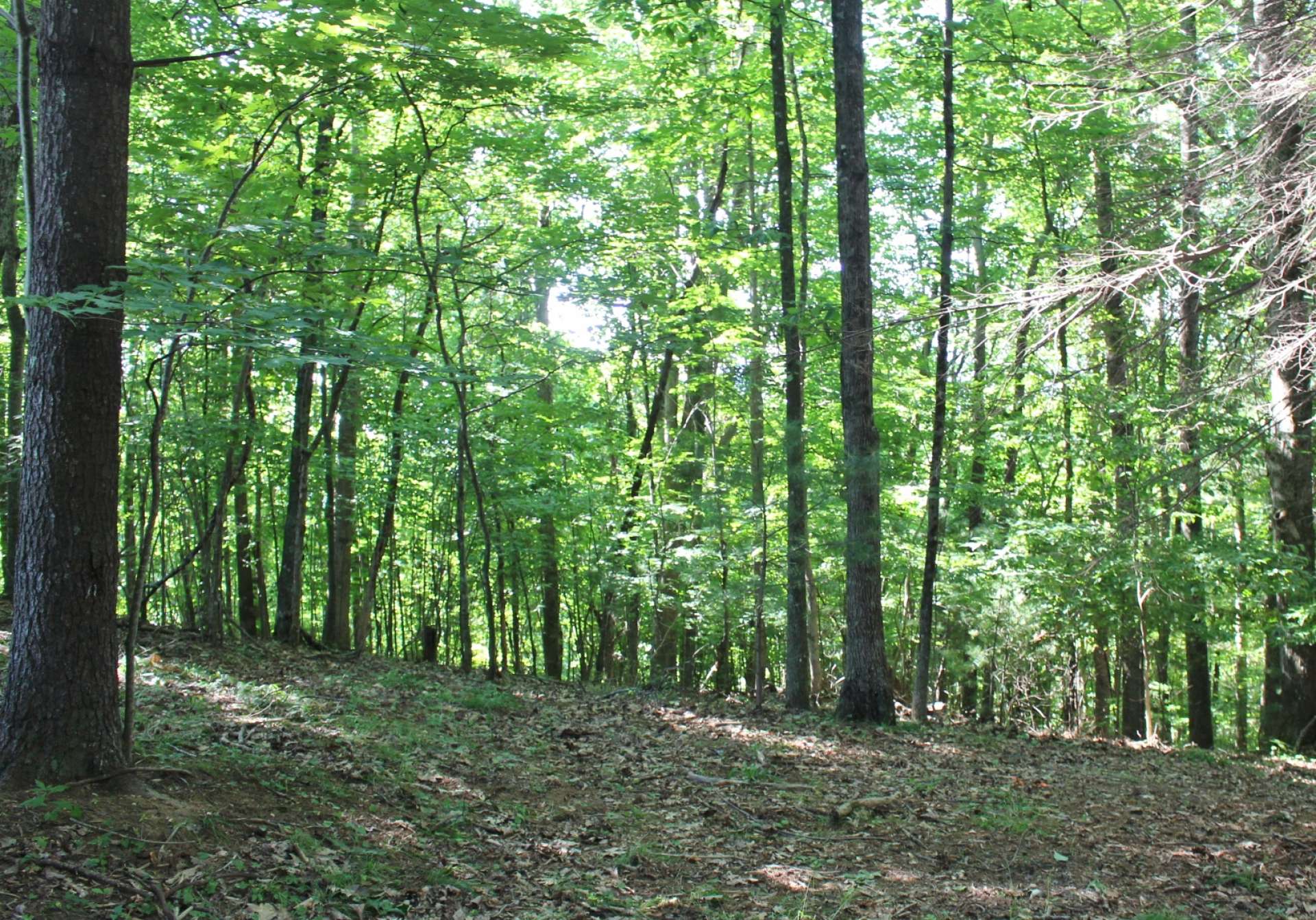 This wooded 4+ acre building site is located in Misty Cove, a small, quiet community in the Warrensville area of Ashe County in the NC Mountains and close to West Jefferson.