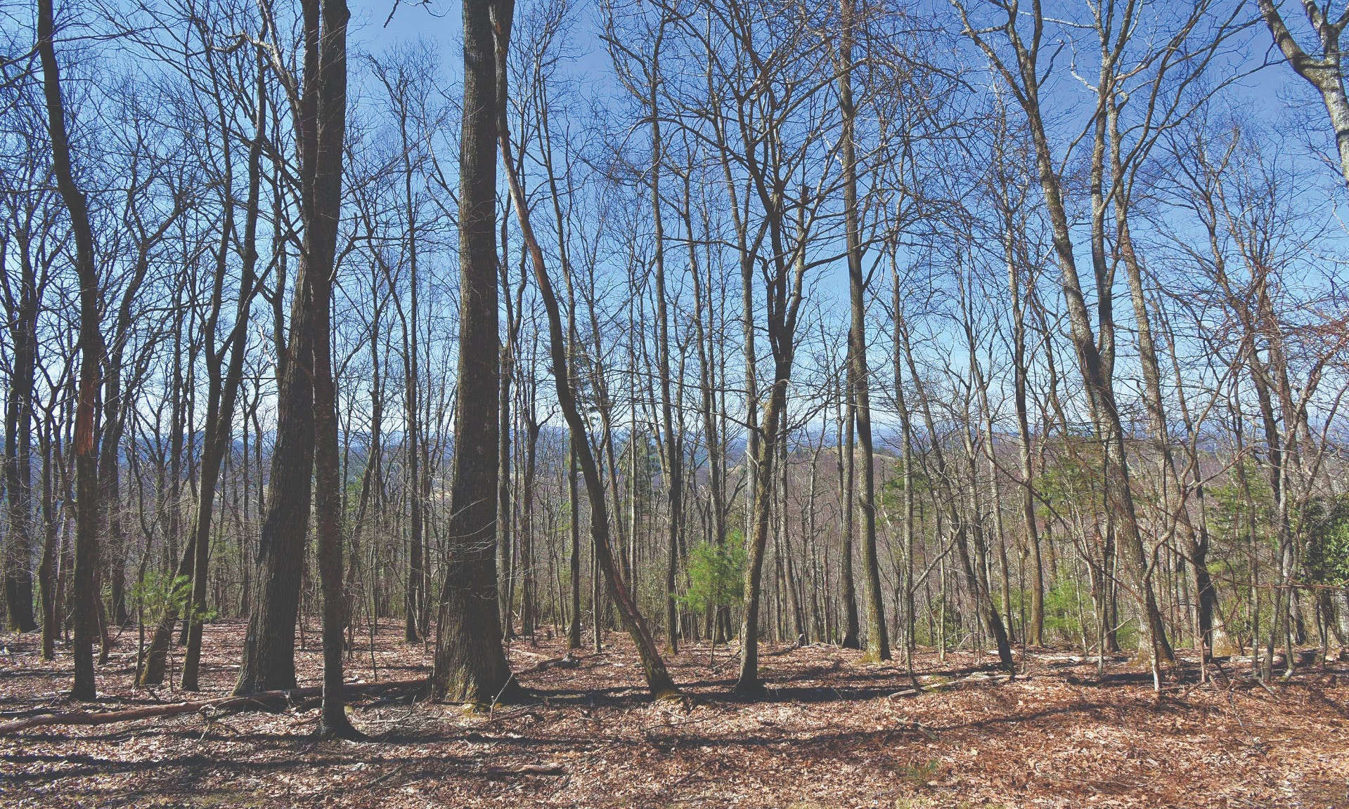 Parkway Estates is a quiet gated community located just off the Blue Ridge Parkway in the Laurel Springs area of Ashe County. A beautiful place for your new mountain home or cabin.