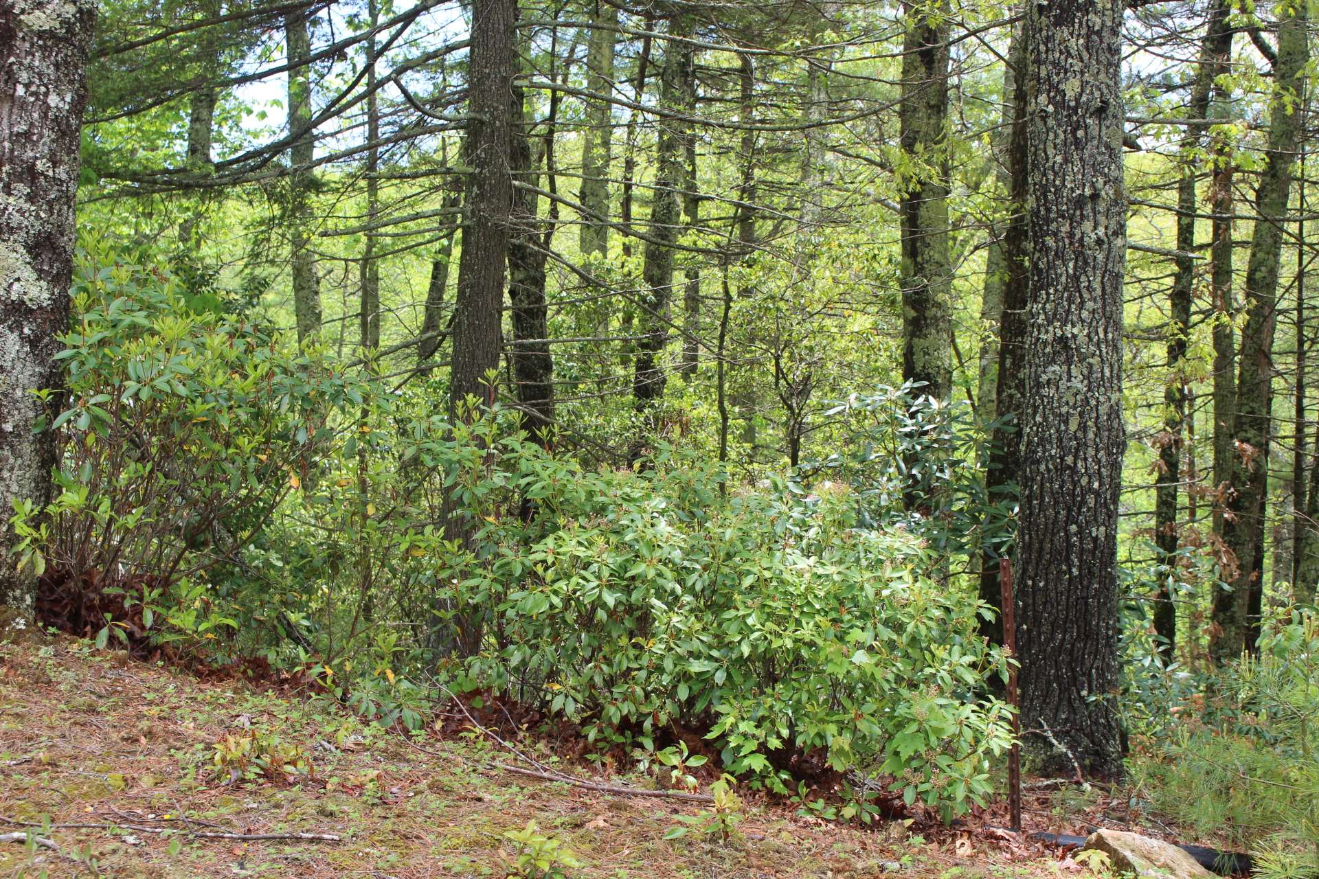 Views can be achieved with tree trimming and removal.