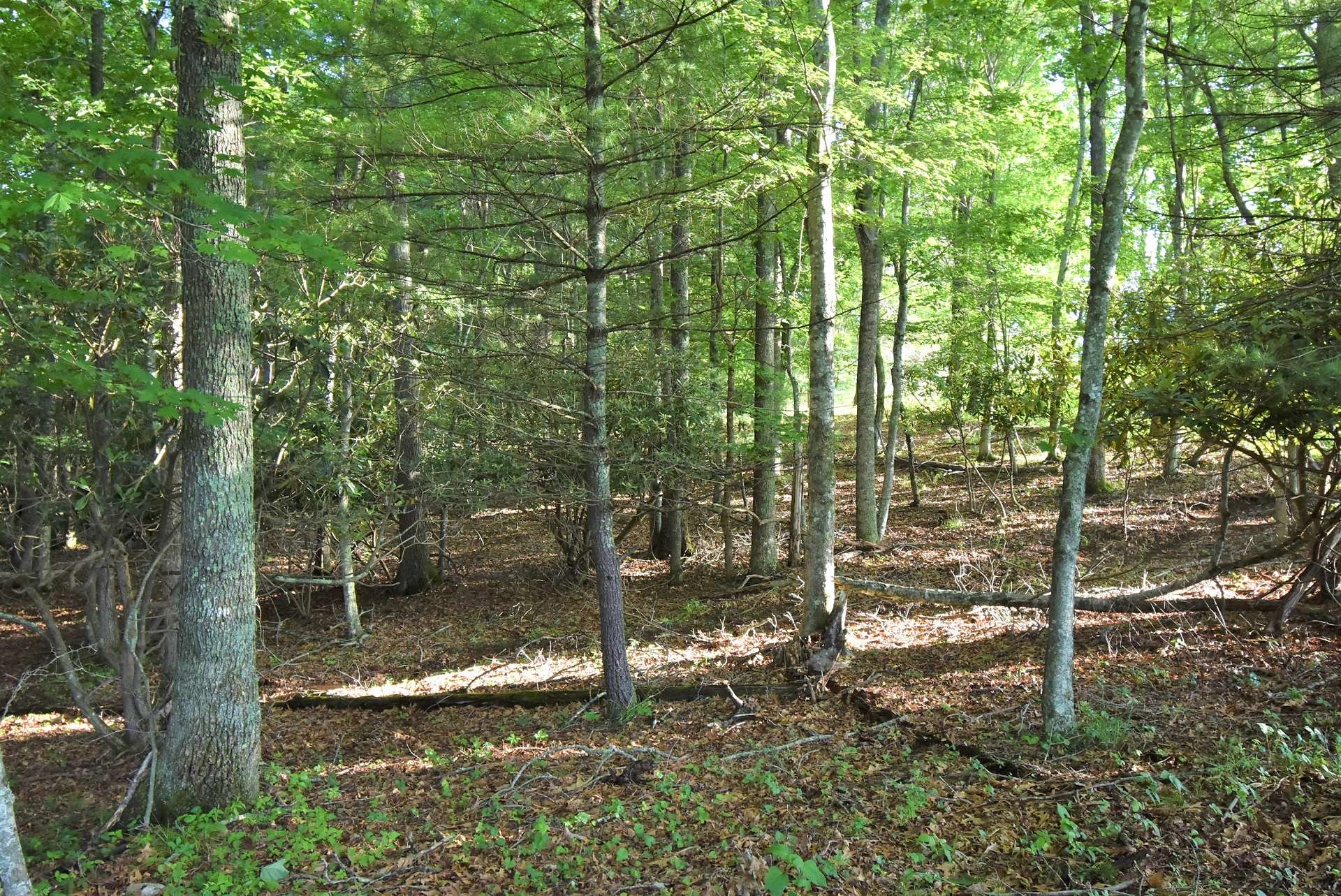The mostly wooded terrain offers a splendid habitat for a diverse mixture of wildlife that includes, whitetail deer, turkeys, and the occasional black bear.