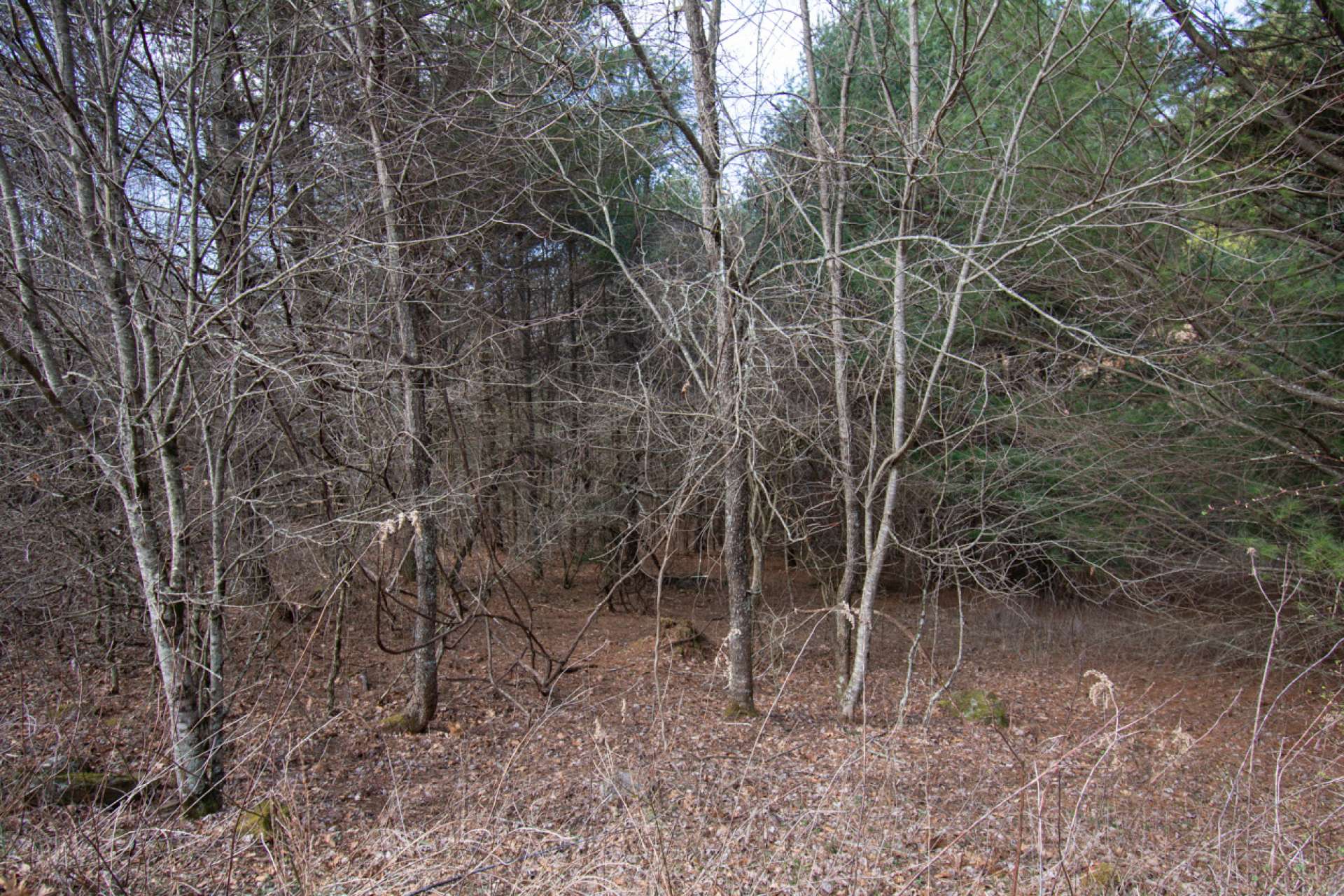 The terrain is wooded and gently sloping.