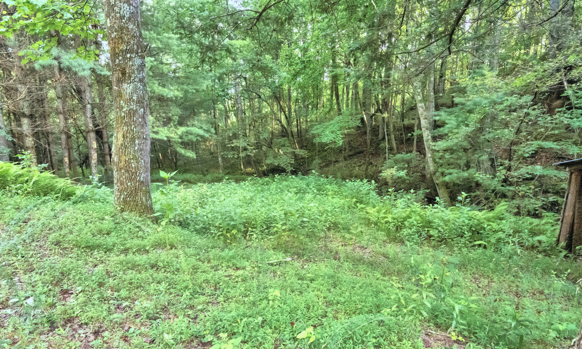 NC Mountain Land For Sale Purlear