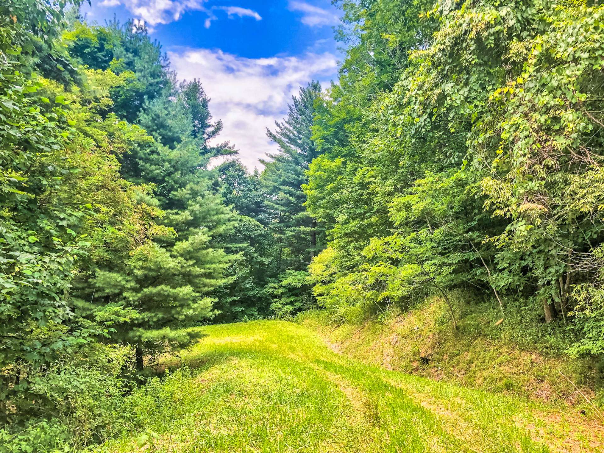 This tract offers a diverse mixture of native hardwoods, evergreens and mountain foliage