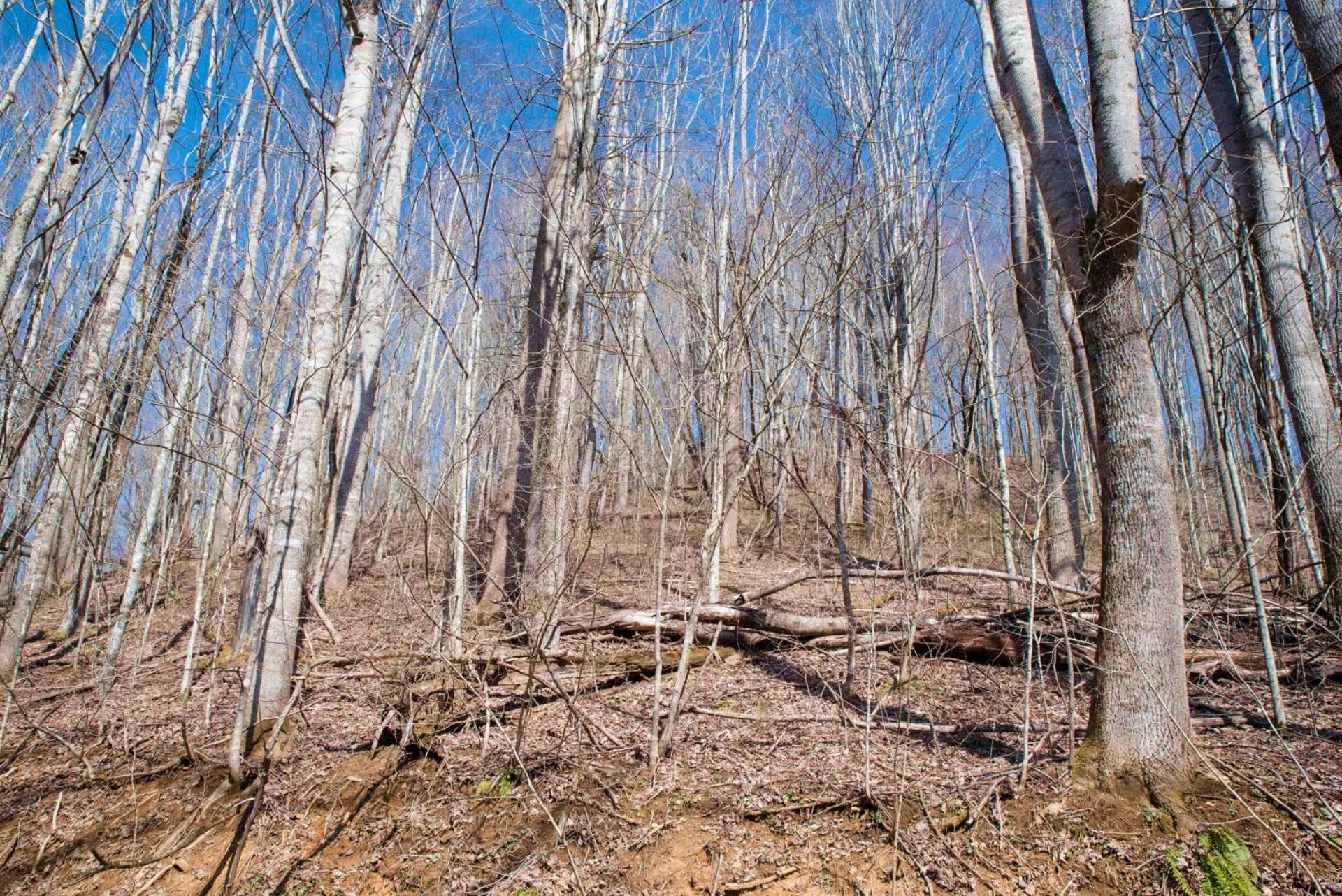 Mostly wooded with a diverse mixture of hardwoods and evergreens, this tract offers multiple potential home sites, and the ideal habitat for abundant wildlife.