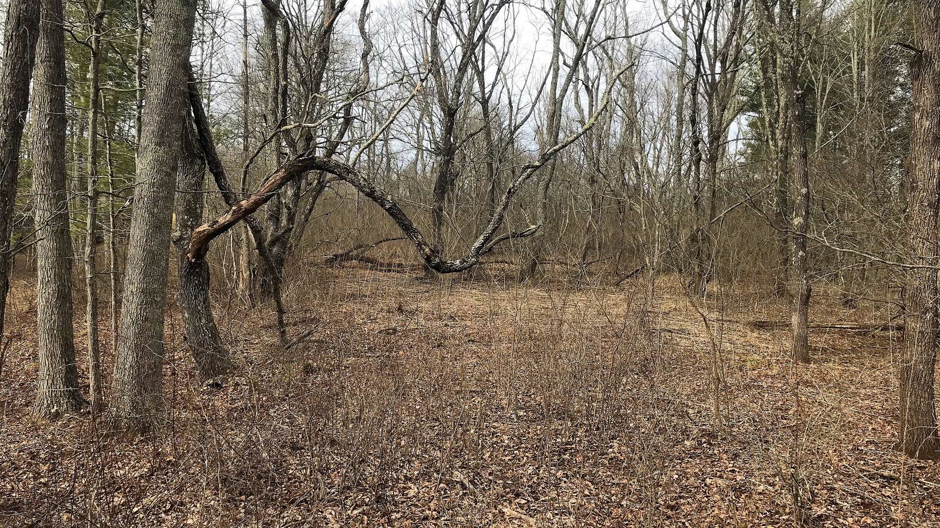 Serene woodlands offer a diverse mixture of hardwoods, evergreens, and native mountain foliage, the perfect habitat for abundant wildlife.