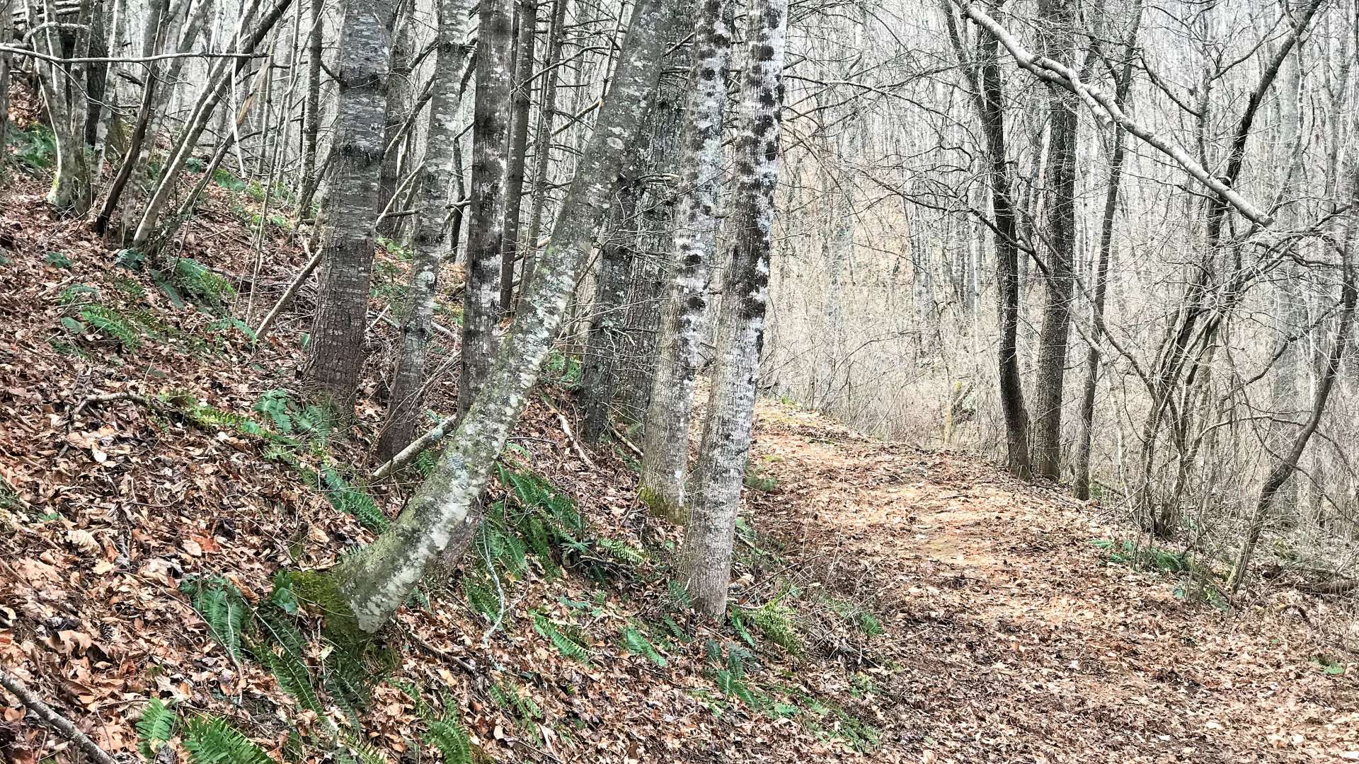 The trails are great for  horseback riding.