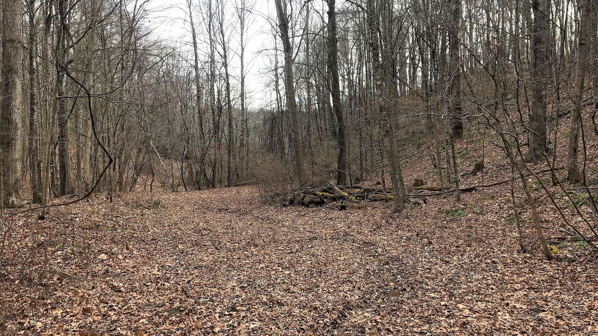 SHIHHHHHHH...you can almost hear the rustling of the leaves as a whitetail deer strolls through, or the scampering of squirrels and chipmunks across fallen logs gathering nuts for the long winter.