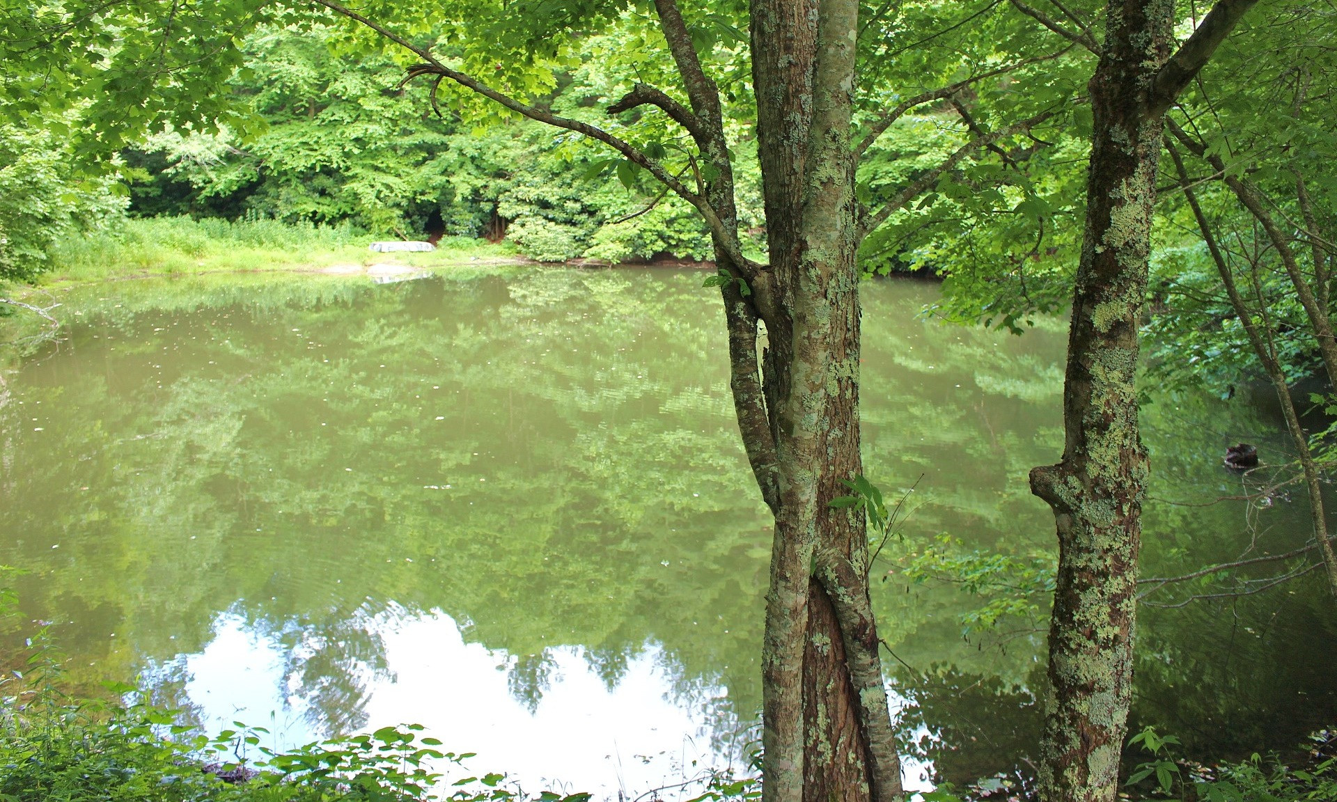 If you are looking for a nice private mountain acreage tract in the North Carolina Mountains, take a look at this 43.04 acre tract with lots of wildlife for hunting and a pond for fishing located in Creston, the Northwestern area of Ashe County in the NC Mountains.