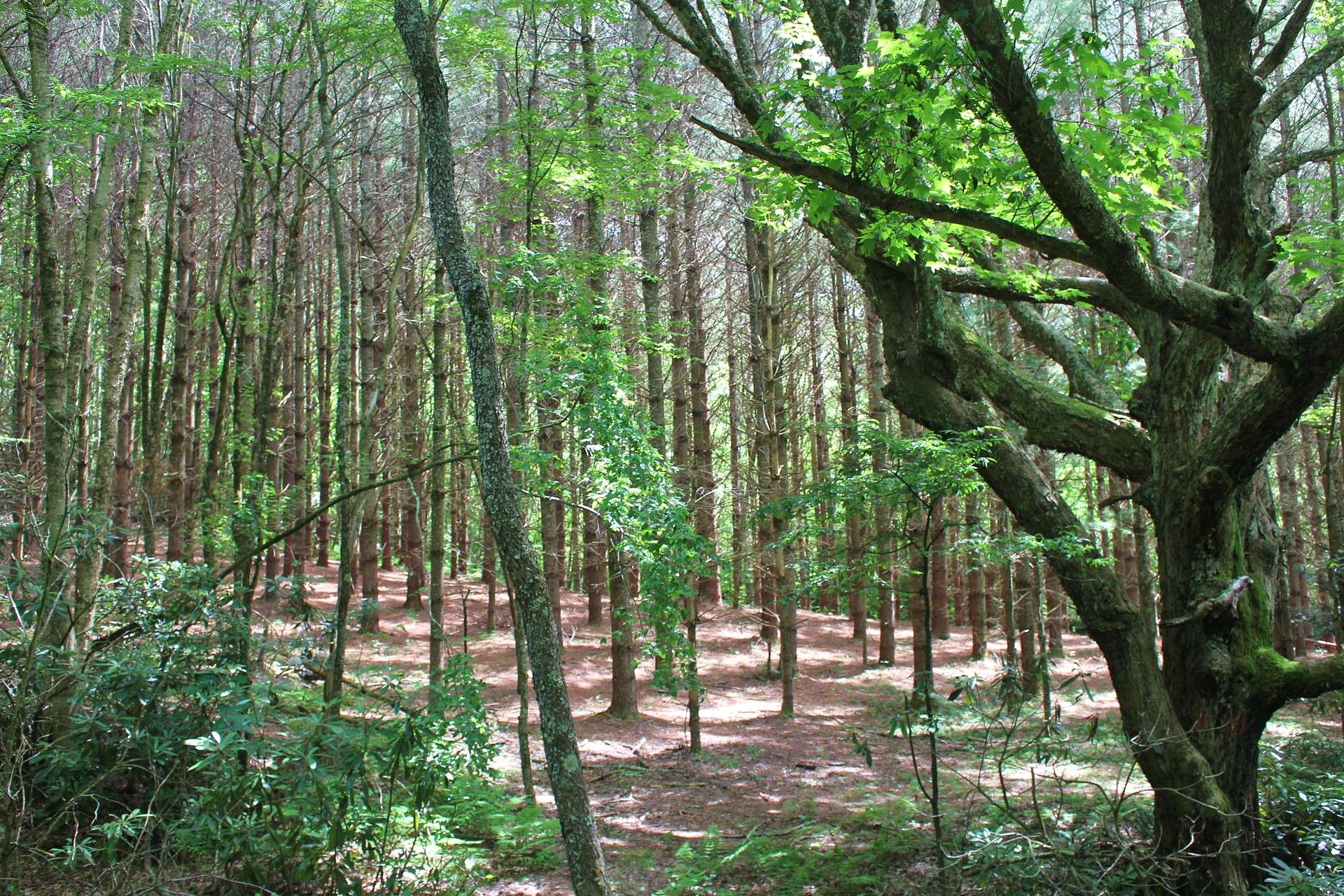 This mature pine grove proves there is potential for Christmas tree farm.