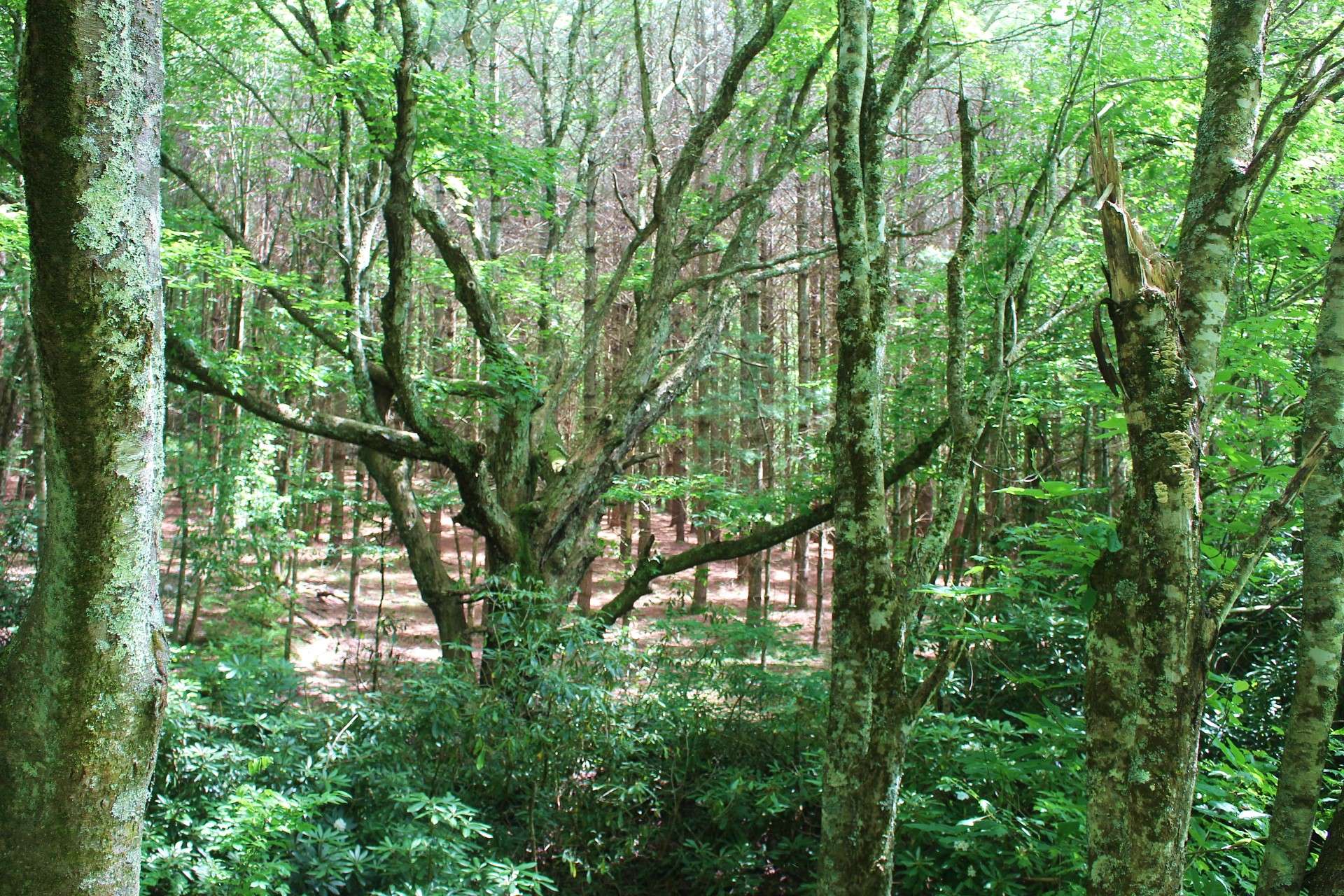 There are several beautiful building sites that include beneath towering trees, among the laurels, or...