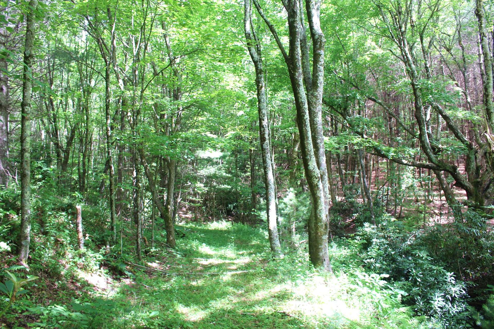 The land lays well and features a mixed terrain with hardwoods, evergreens, and native mountain foliage.