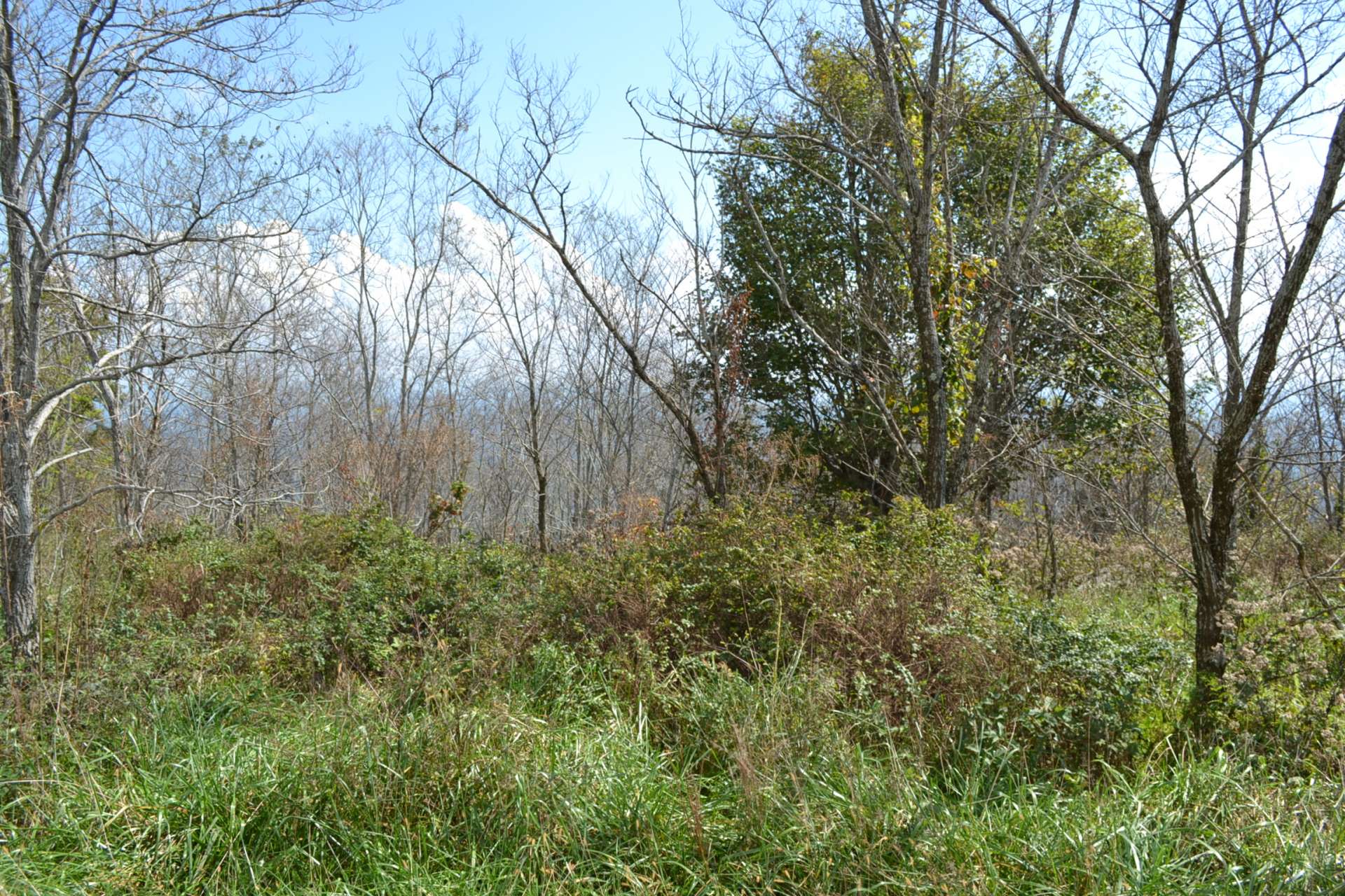 The tract offers native hardwoods, mountain foliage, and abundant wildlife.