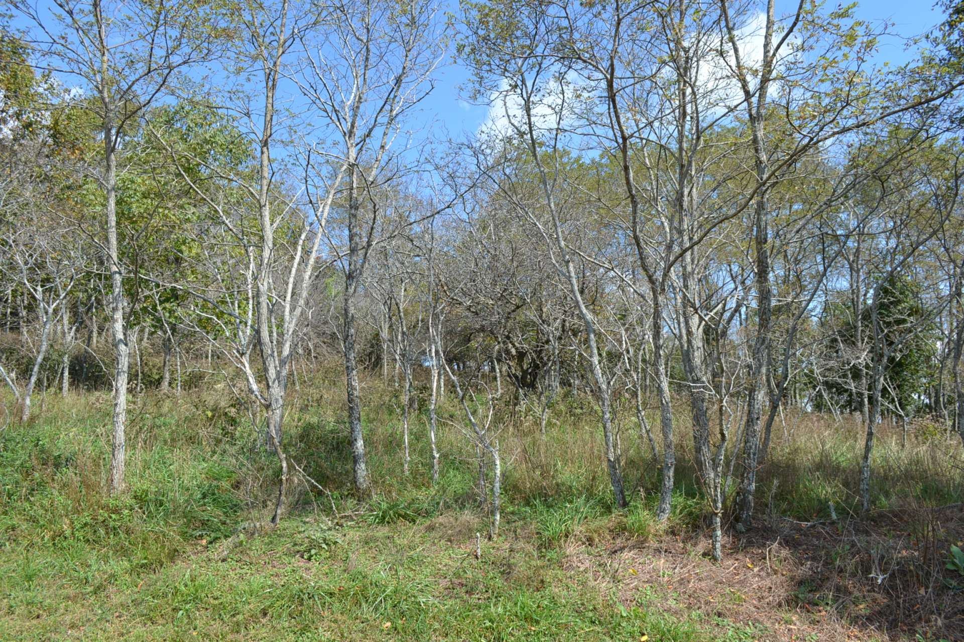 This photo is at Running Bear Court looking toward the tract T5.