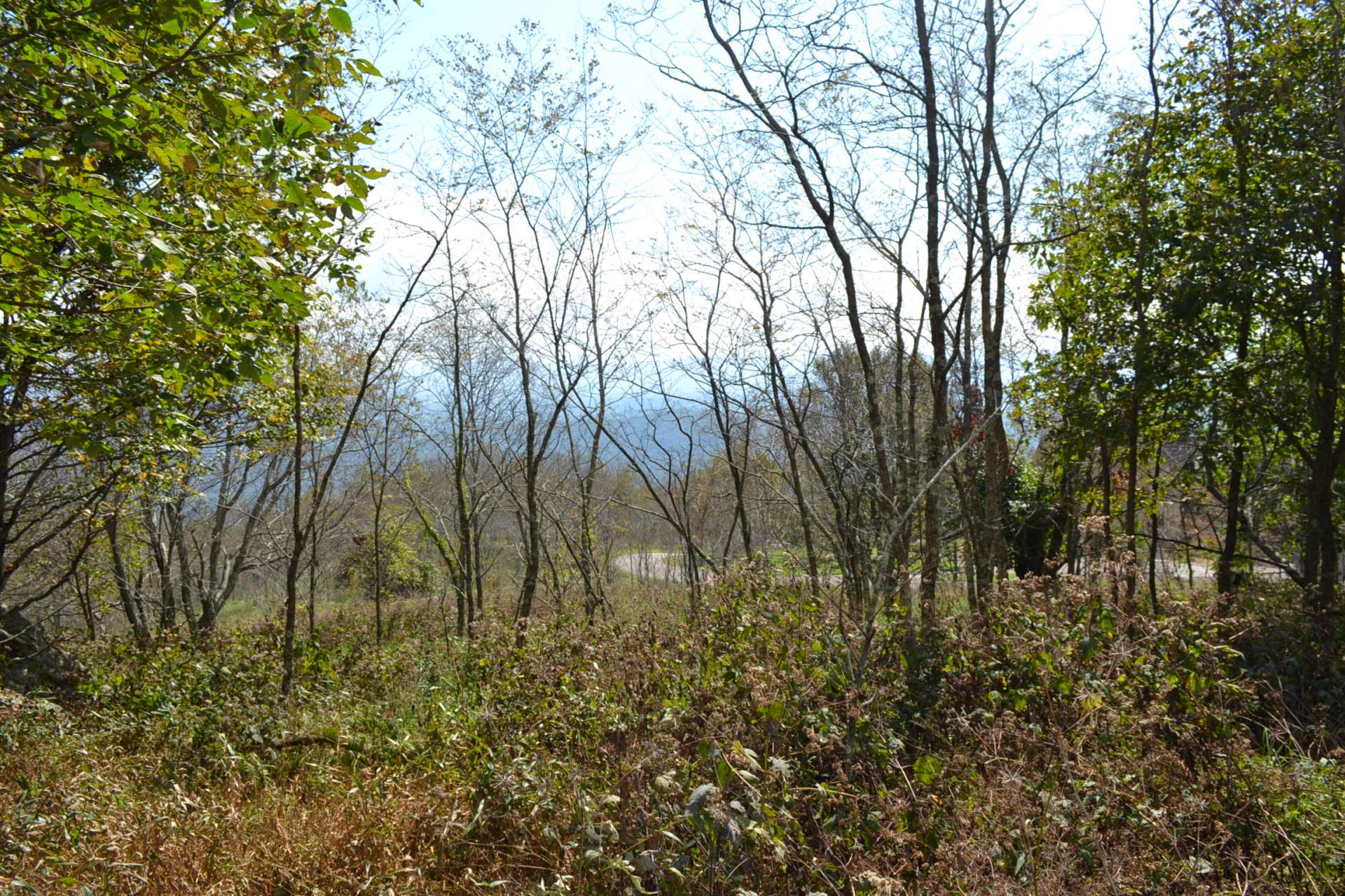 This photo was taken closer to the road frontage. An access to the natural area adjoins this tract.