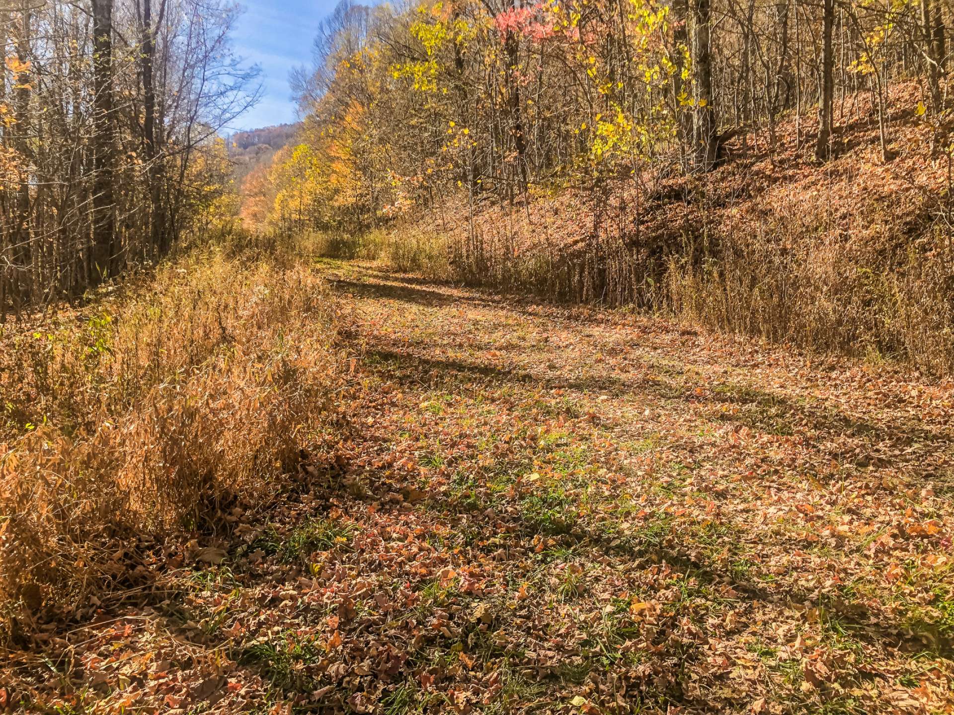 Enjoy Nature's parade of colors through all four seasons in the Northwestern mountains of North Carolina.