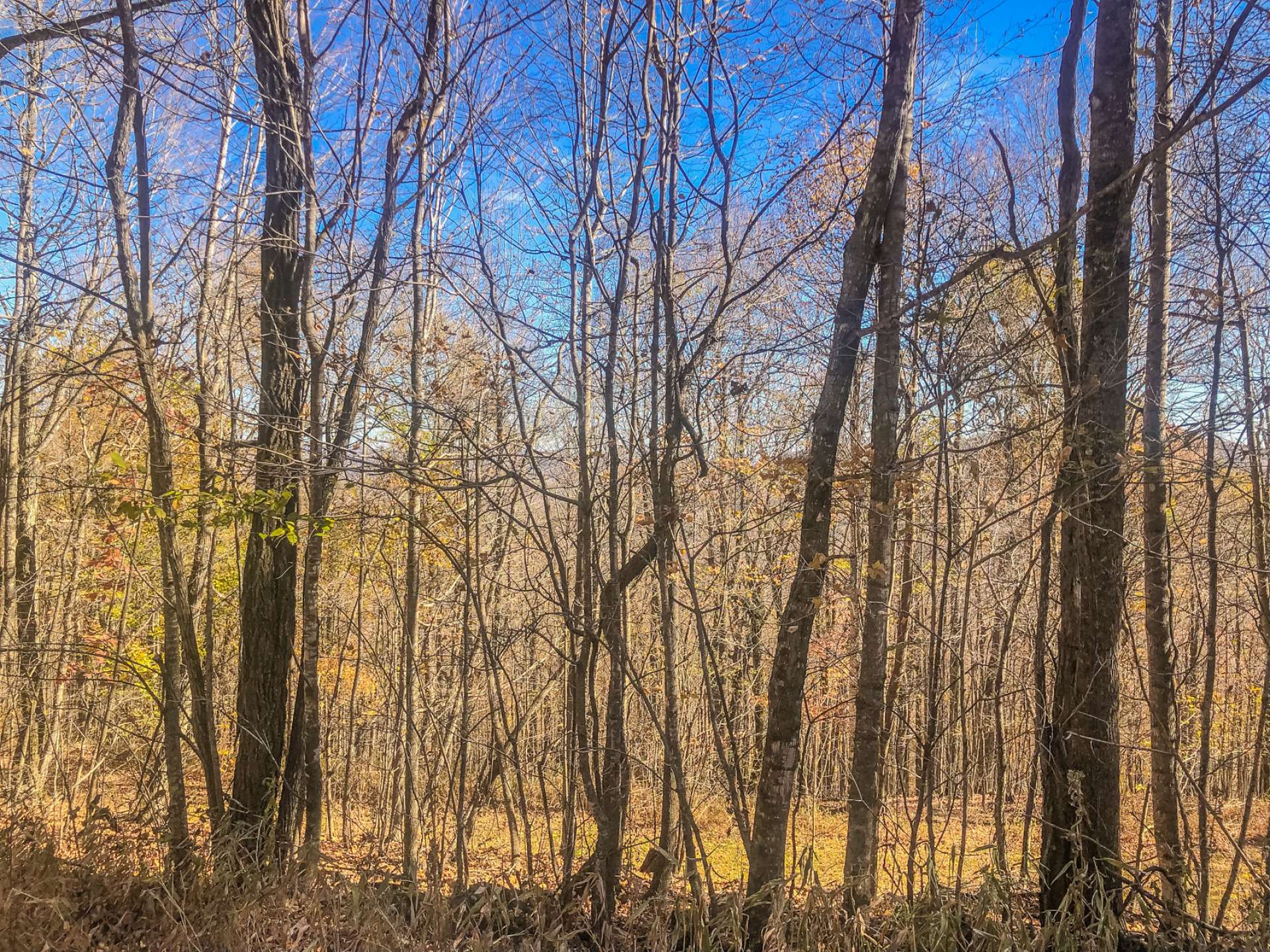 Big Tree is also home to a diverse mixture of wildlife such as whitetail deer, wild turkey, grouse, and an occasional black bear.