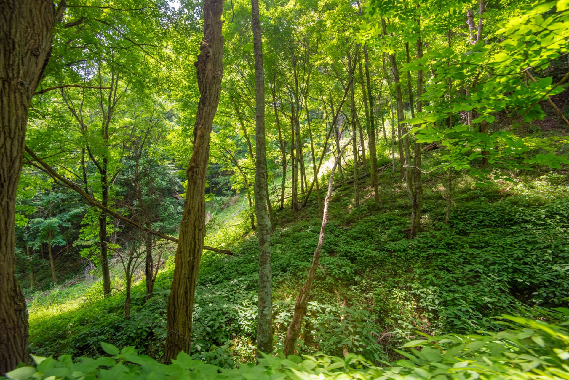 Wooded Acreage