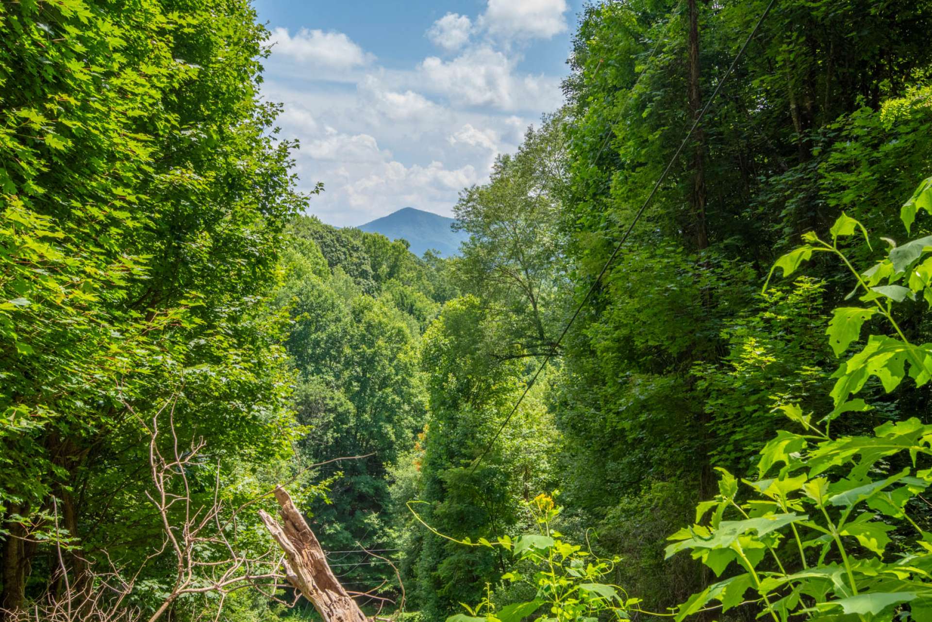 Potential view with tree removal