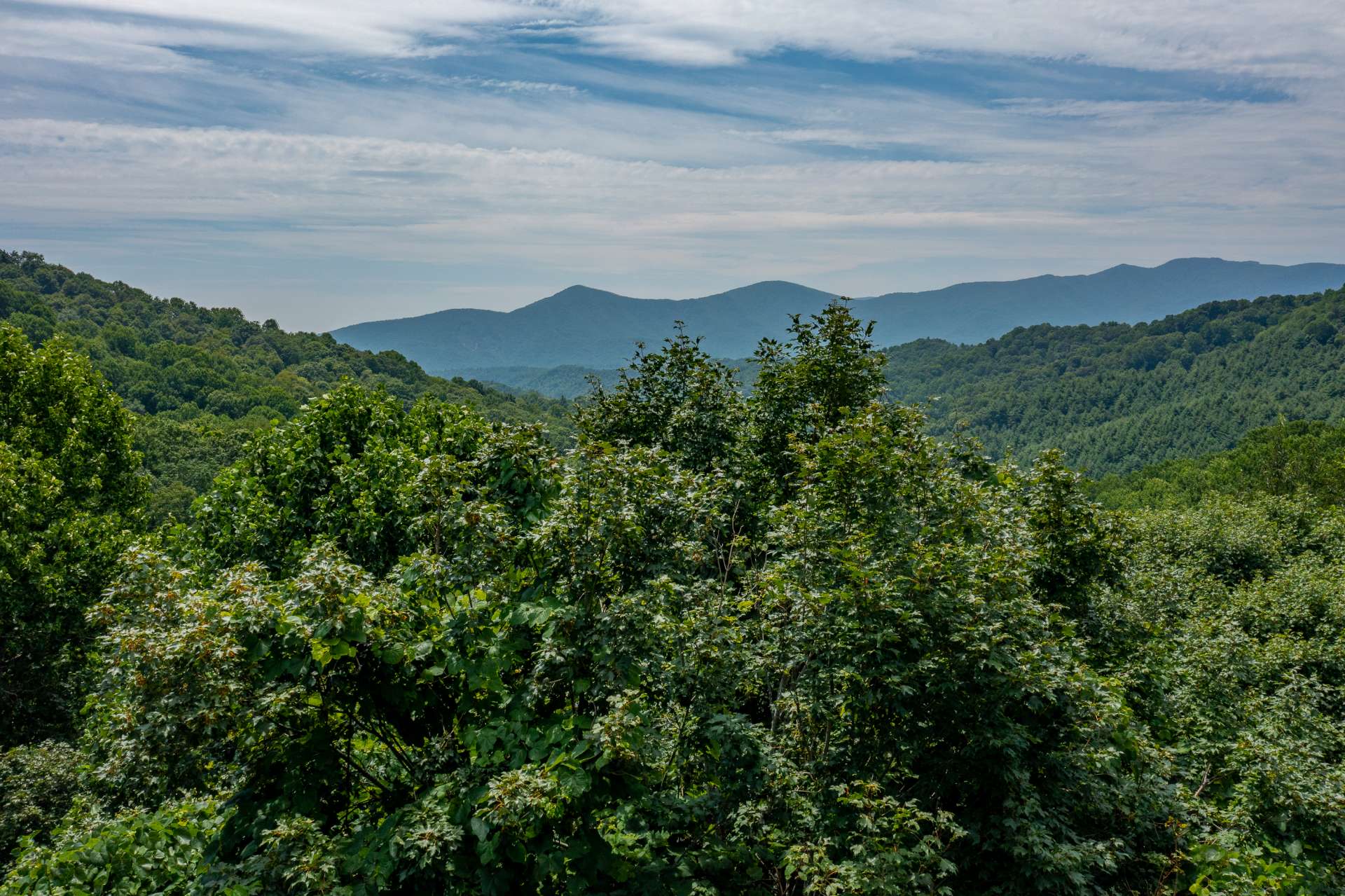 Potential view with tree removal