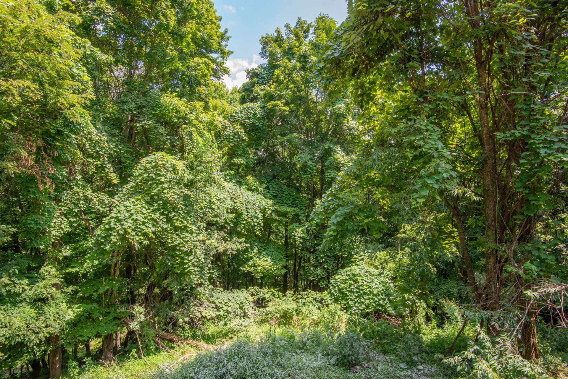 View with tree removal