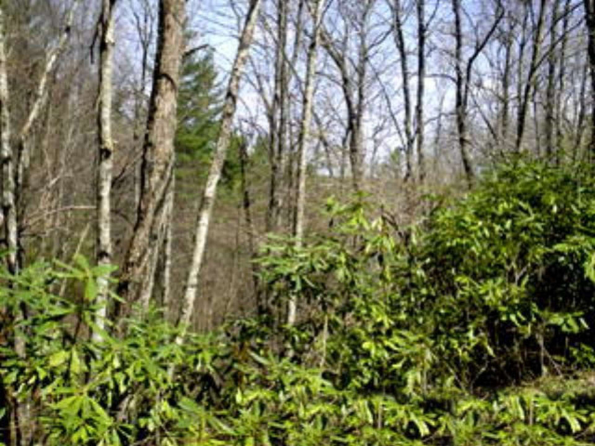 Call today for more information on our listing S261. This private tract in Davis Acres, the ideal location for NC Mountain retreat or primary residence.