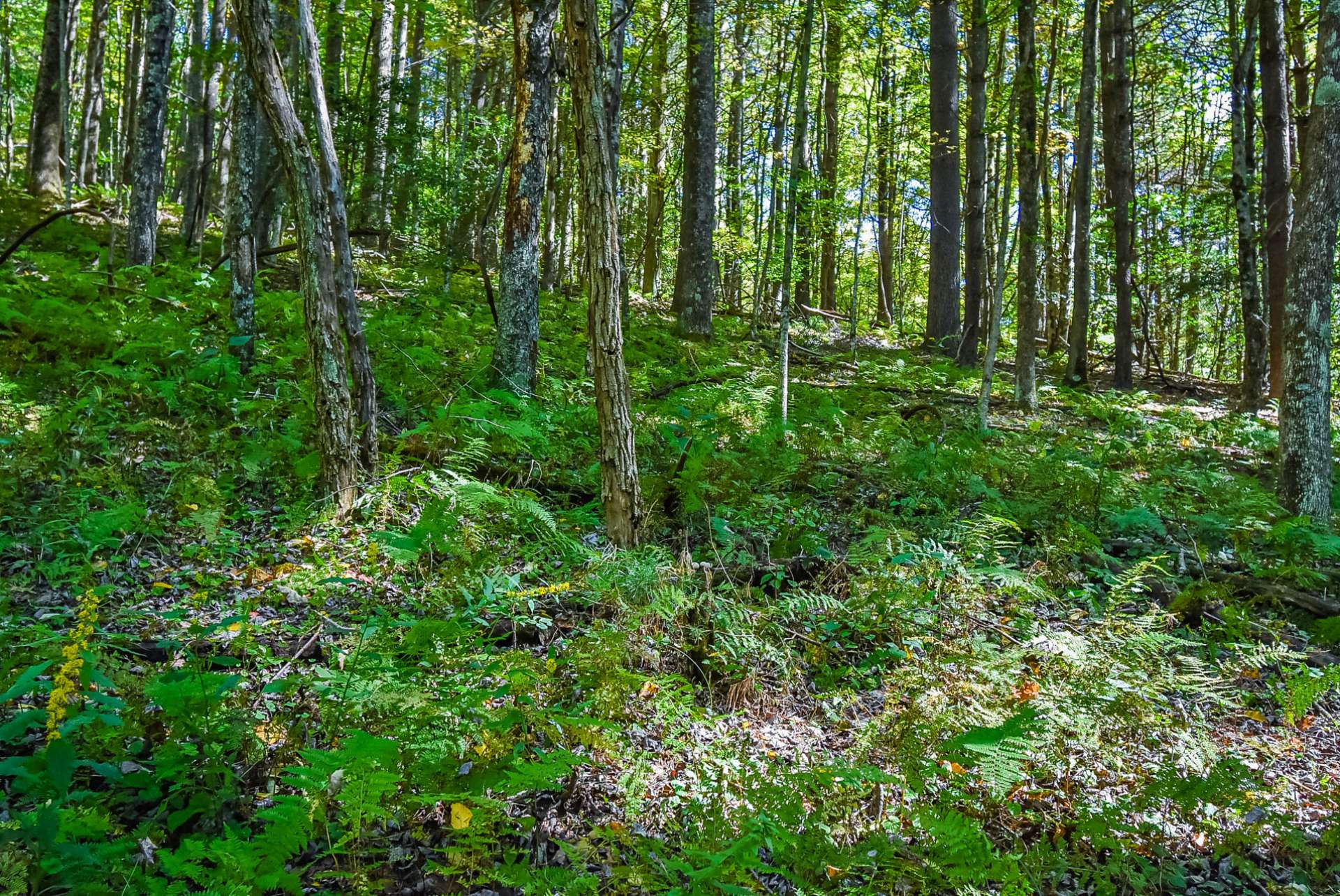 A blanket of ferns, thus the name "Fern Way."