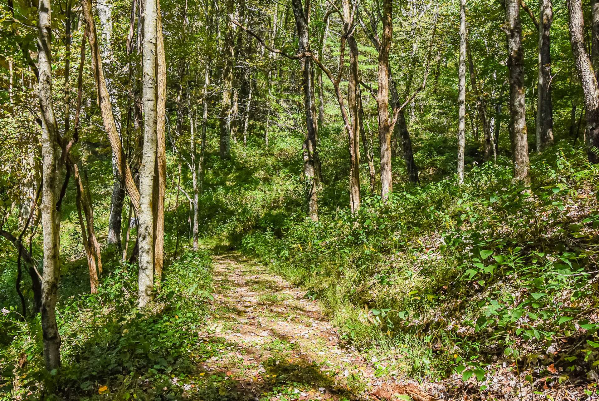 Trails through the forest.