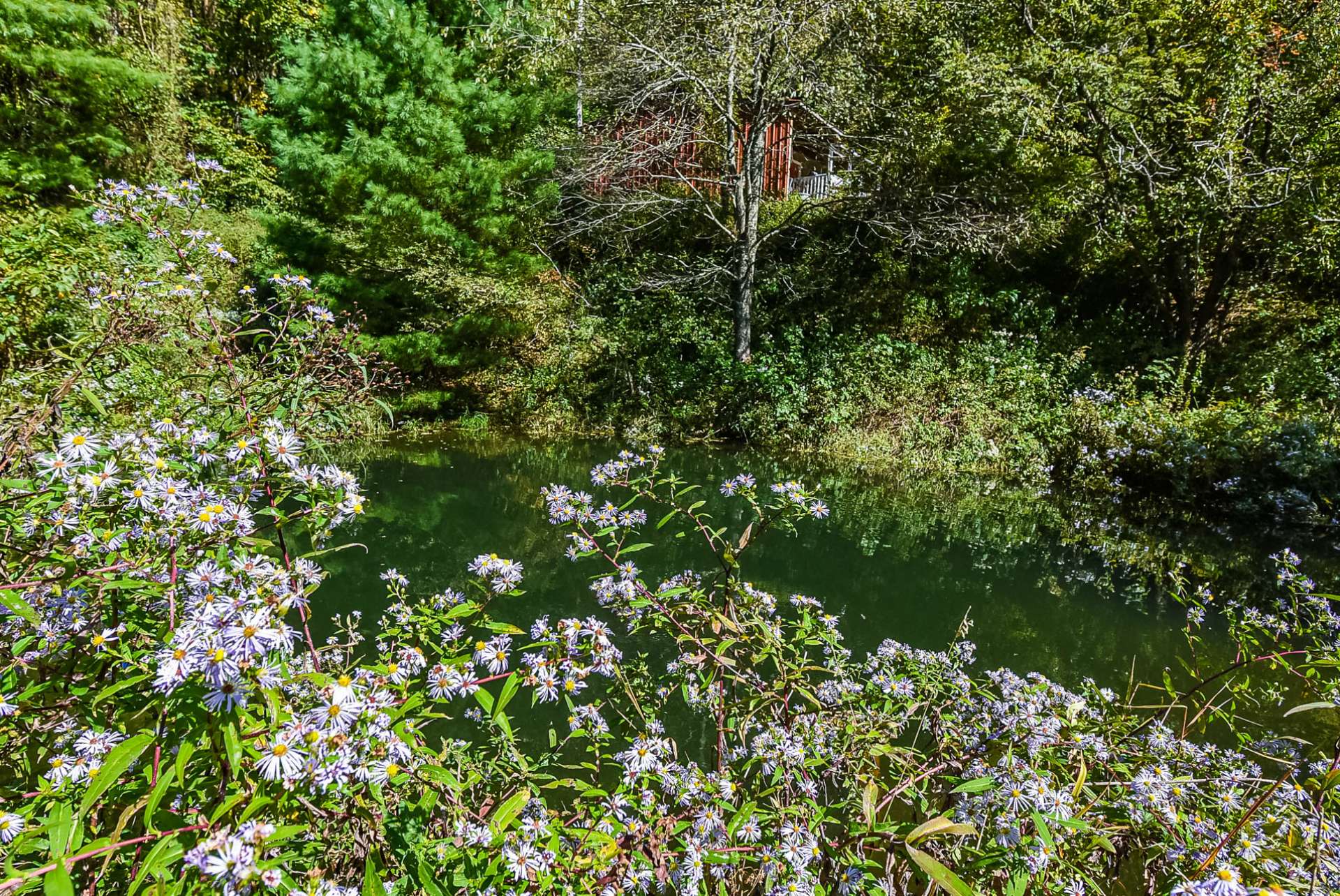 Wildflowers and reflections along with the sounds of birds, crickets, and the gentle mountain breezes are all just part of living the mountain lifestyle.