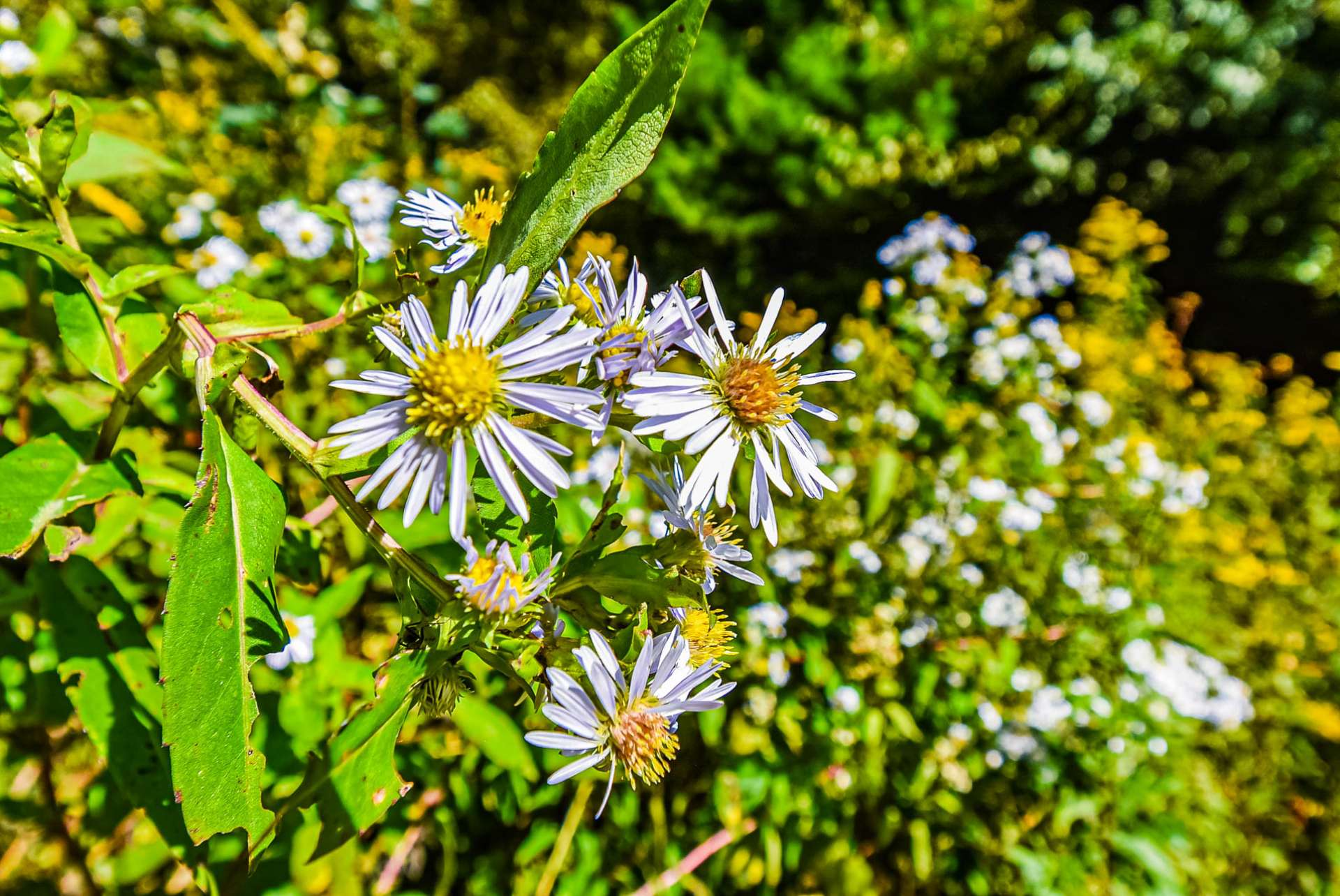 There are so many varieties of wildflowers and other native mountain foliage here on this 7.17 acre setting.