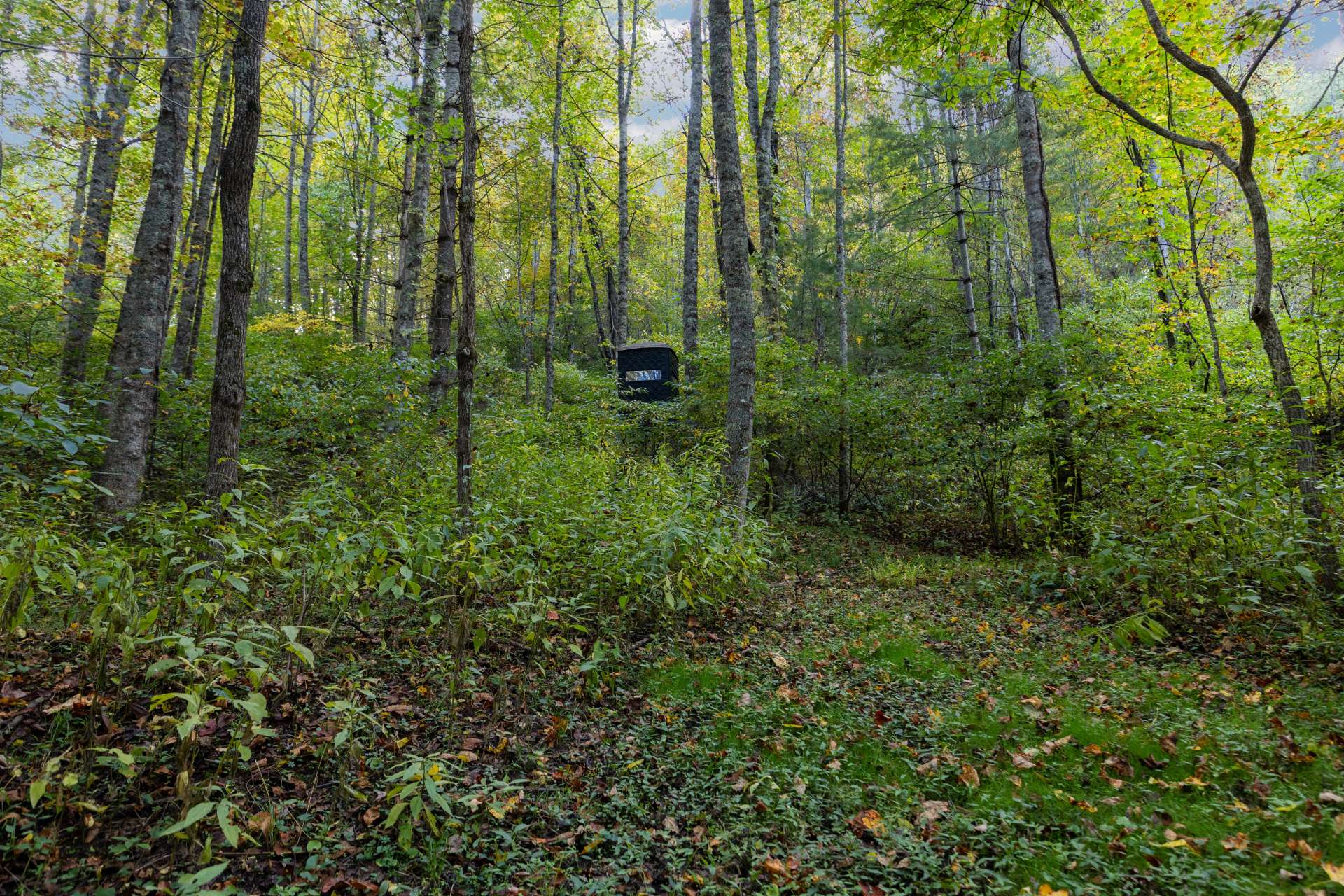 Hunting blind