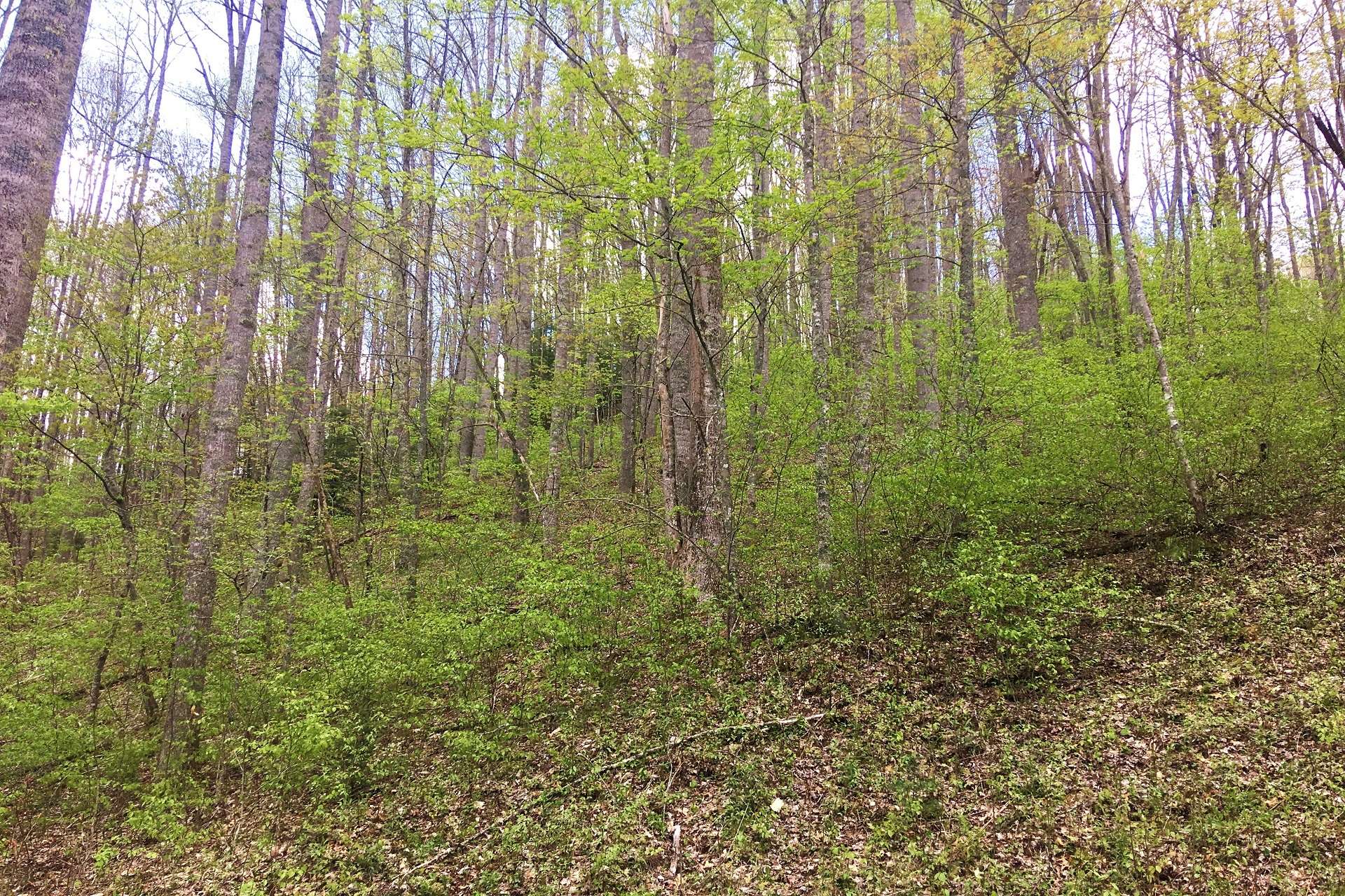 Lots of native hardwoods, evergreens and mountain foliage create a lovely habitat for abundant wildlife.